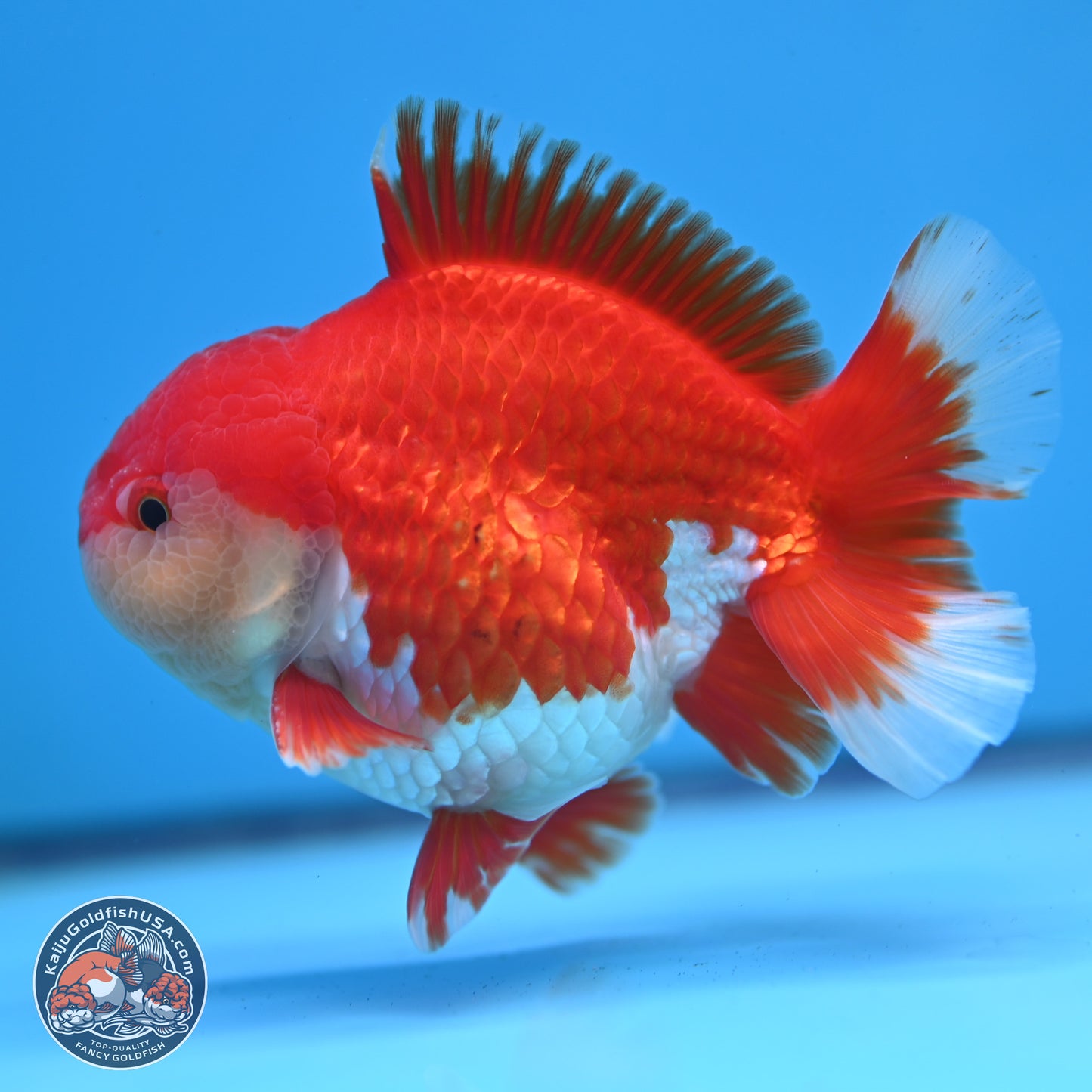 Batik Scale Red White Oranda 3.5 inches Body - Male (250307_OR13)