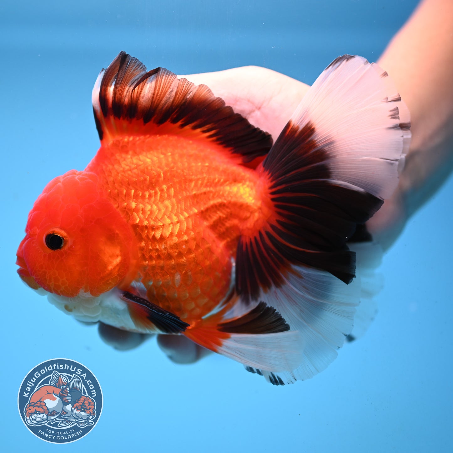 Apache Orchid Tail Oranda 4 inch Body (251003_OR13)