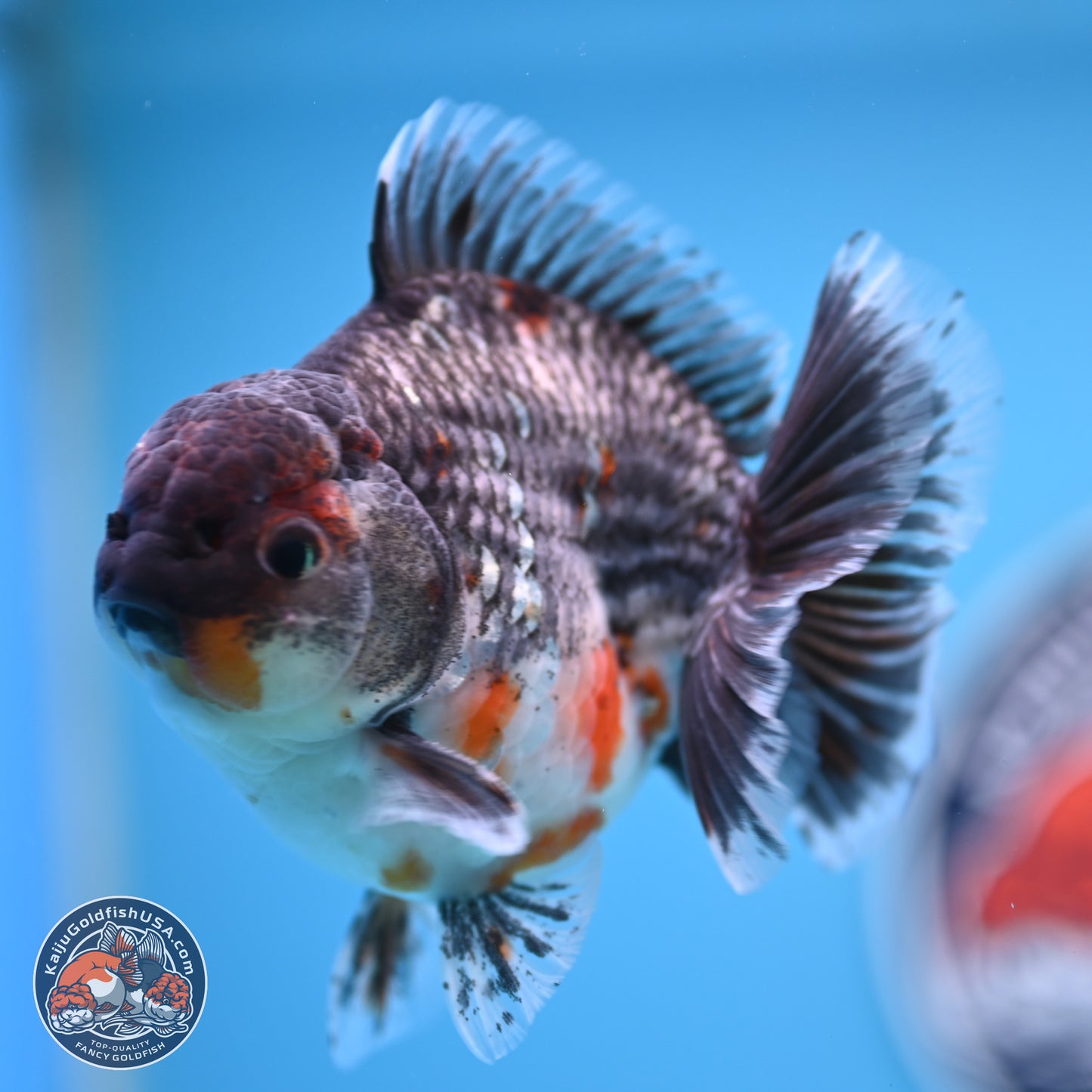 Shogun Grey Kirin Oranda 4 inches Body - Male (250207_OR13)