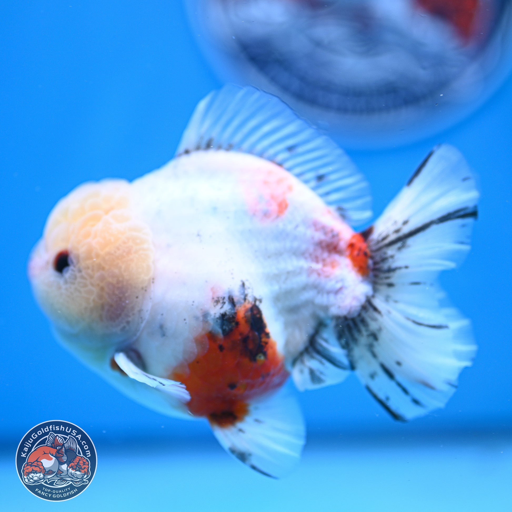 Calico YuanBao Oranda 4.5 inches - Male (241129_OR13) - Kaiju Goldfish USA