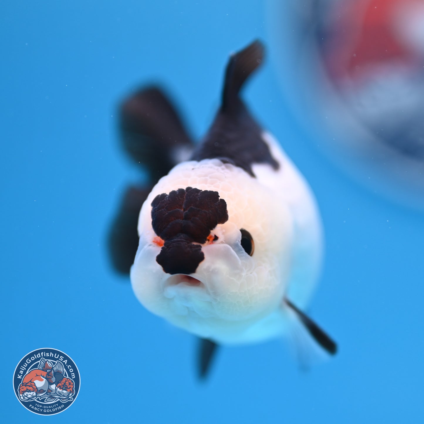 Panda Oranda 3.5-4.5 inches (240913_OR13) - Kaiju Goldfish USA