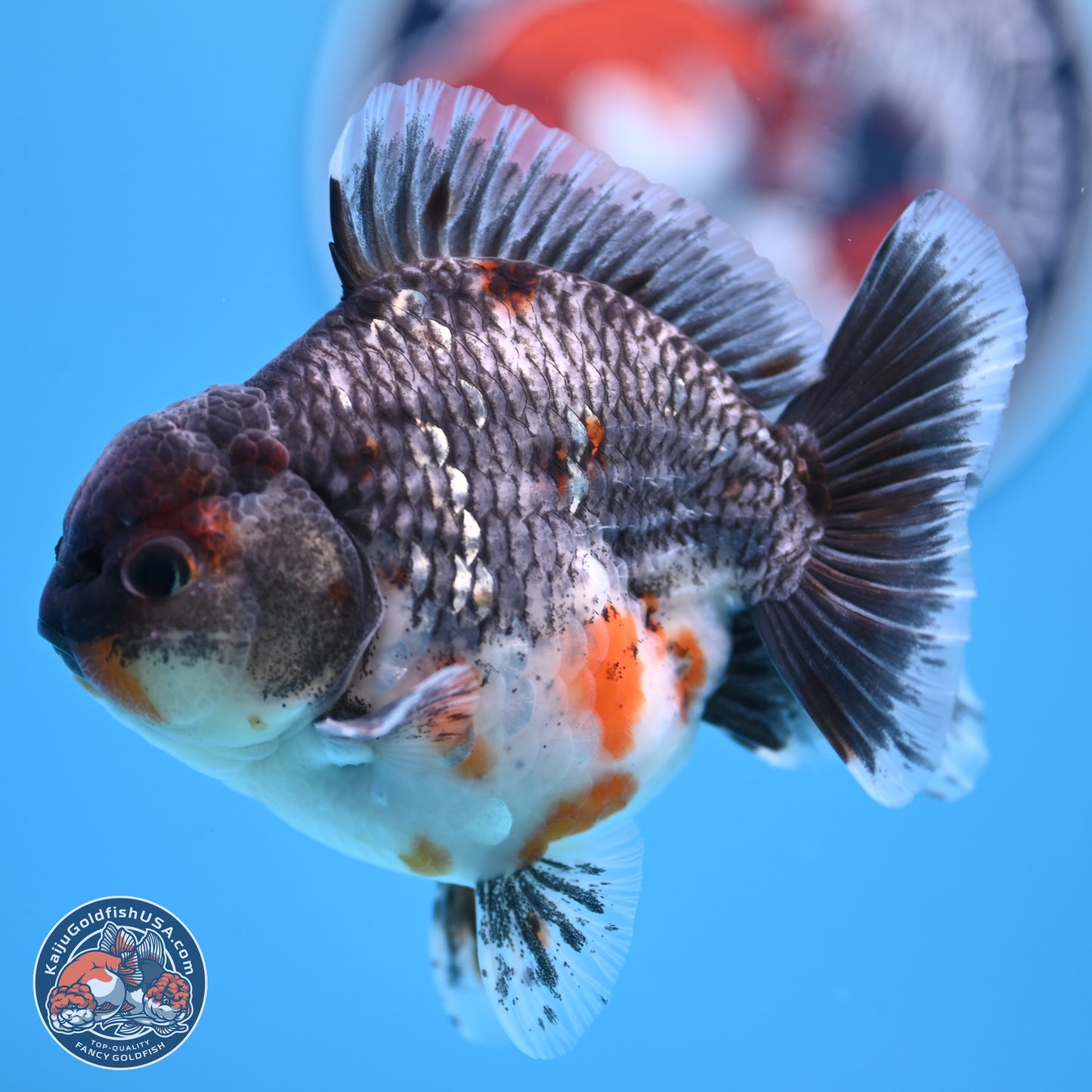 Shogun Grey Kirin Oranda 4 inches Body - Male (250207_OR13)