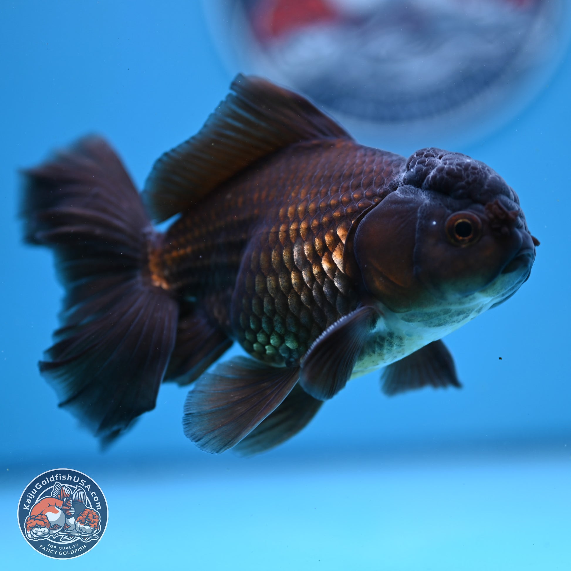 Black/Bronze Rose Tail Oranda 4-5 inches (240906_OR13) - Kaiju Goldfish USA