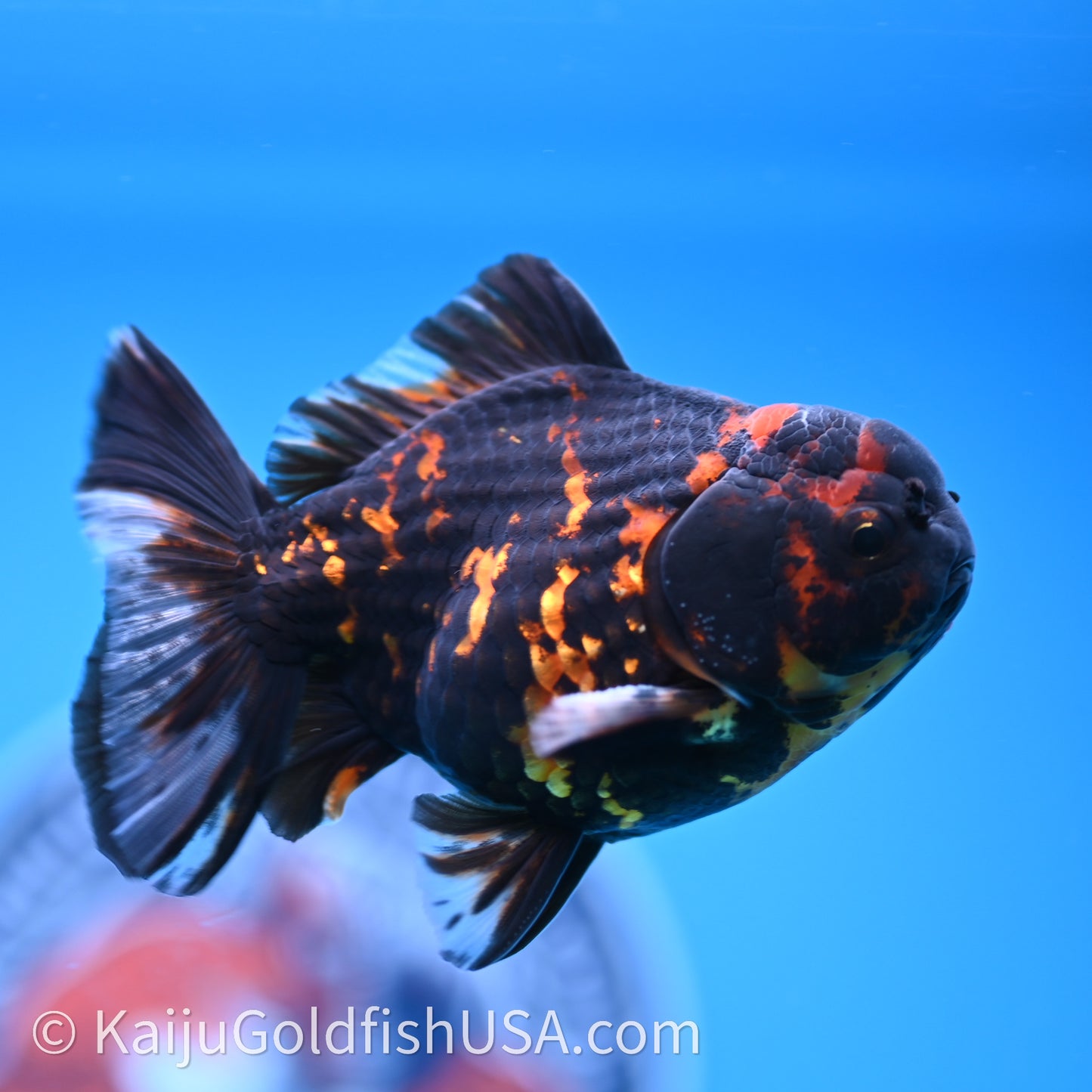 Heavy Ink Tiger YuanBao Oranda 3.5 inches (240726_OR13) - Kaiju Goldfish USA