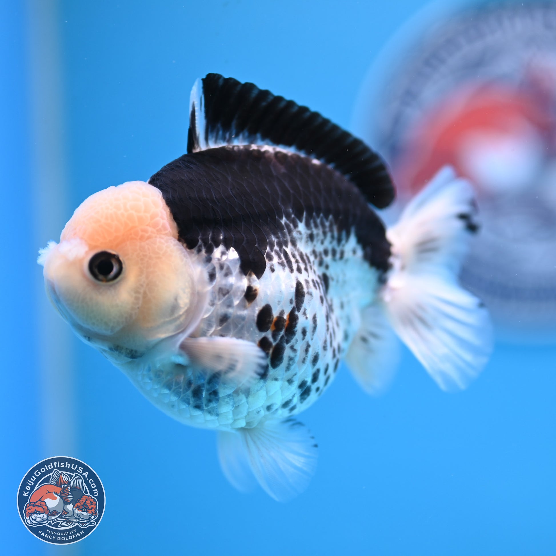 Panda YuanBao Oranda 3.5in Body (240816_OR13) - Kaiju Goldfish USA