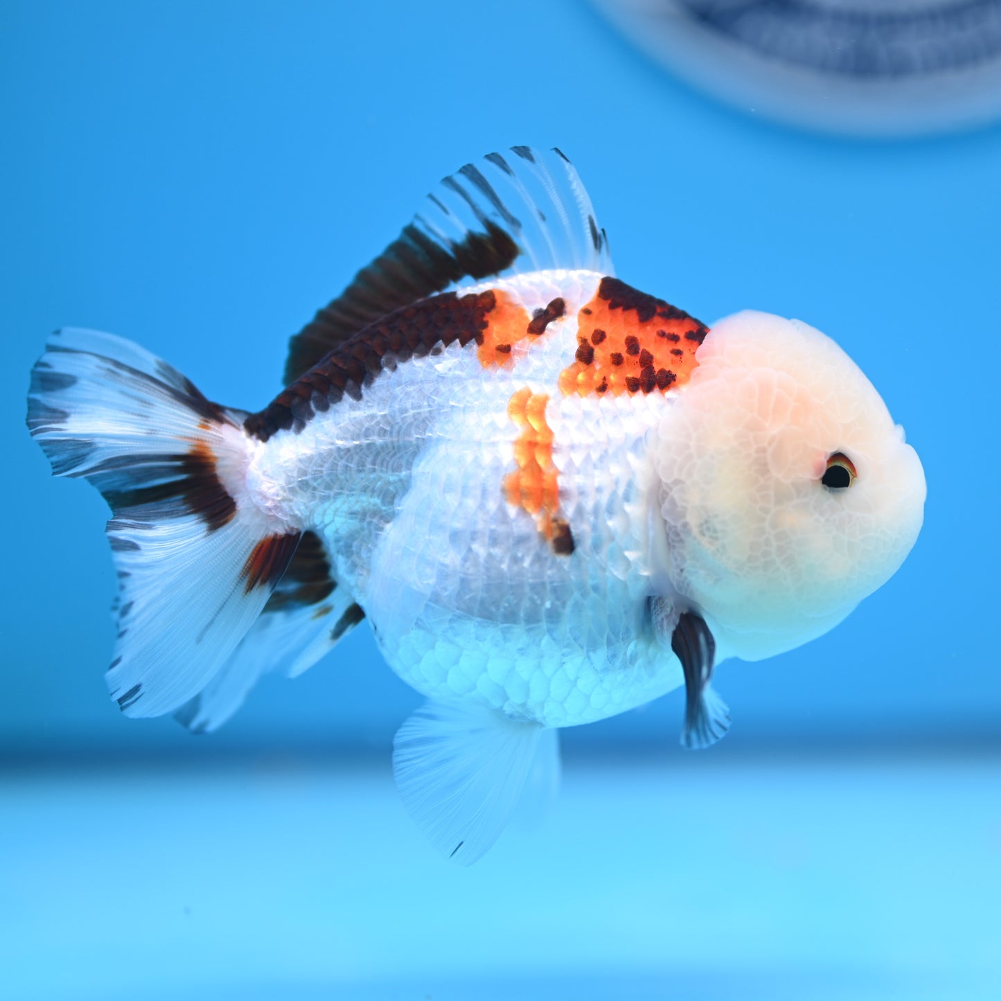 Tricolor Oranda 3.5-4 inches (241011_OR13) - Kaiju Goldfish USA