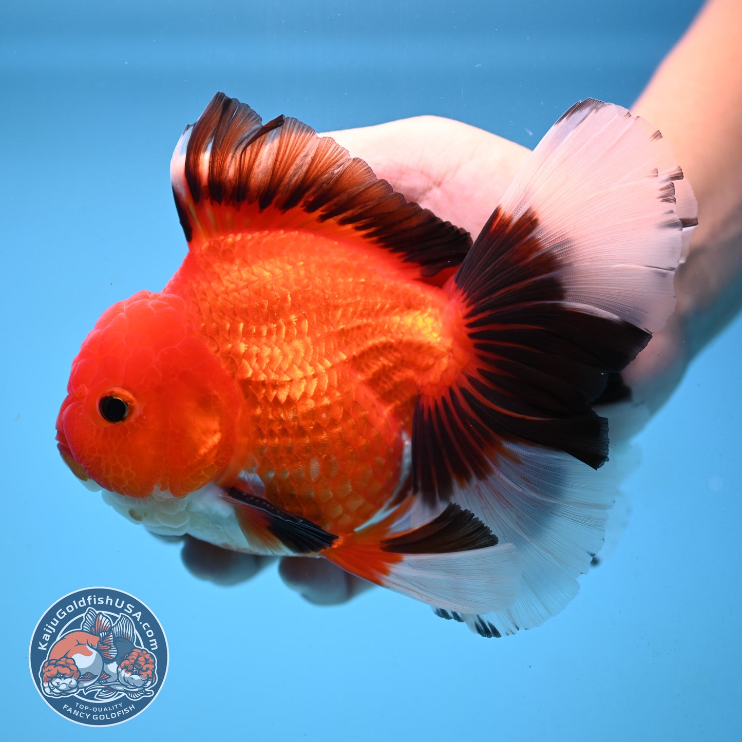 Apache Orchid Tail Oranda 4 inch Body (251003_OR13)