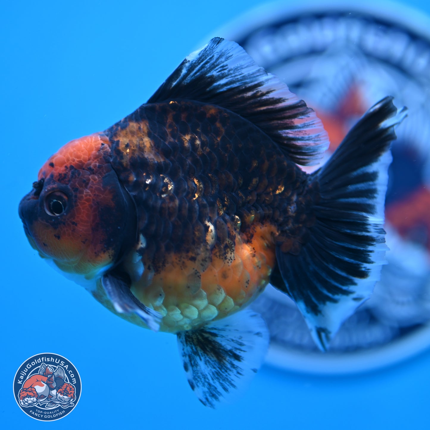 Shogun Red Kirin Oranda 3.5 inches Body - Male (250131_OR13)