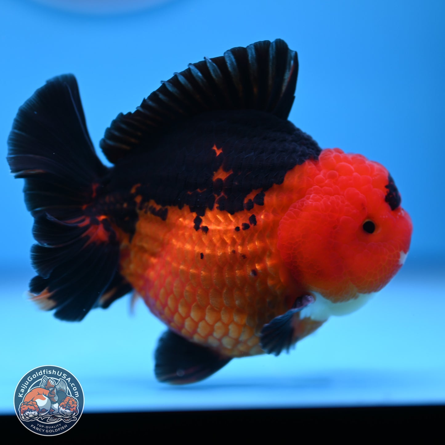 Apache YuanBao Oranda 4 inches  (241018_OR13)