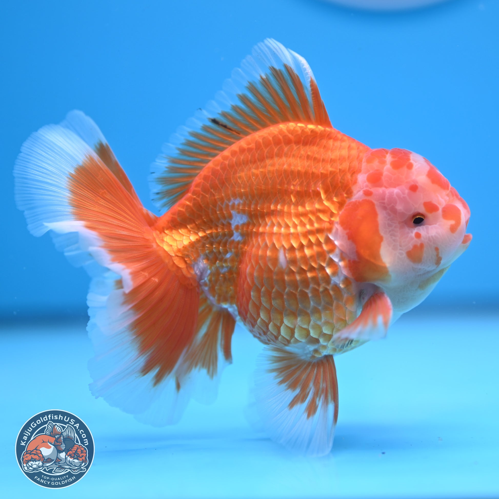 Red White Rose Tail Oranda 4.5 inches - Male (241122_OR13) - Kaiju Goldfish USA