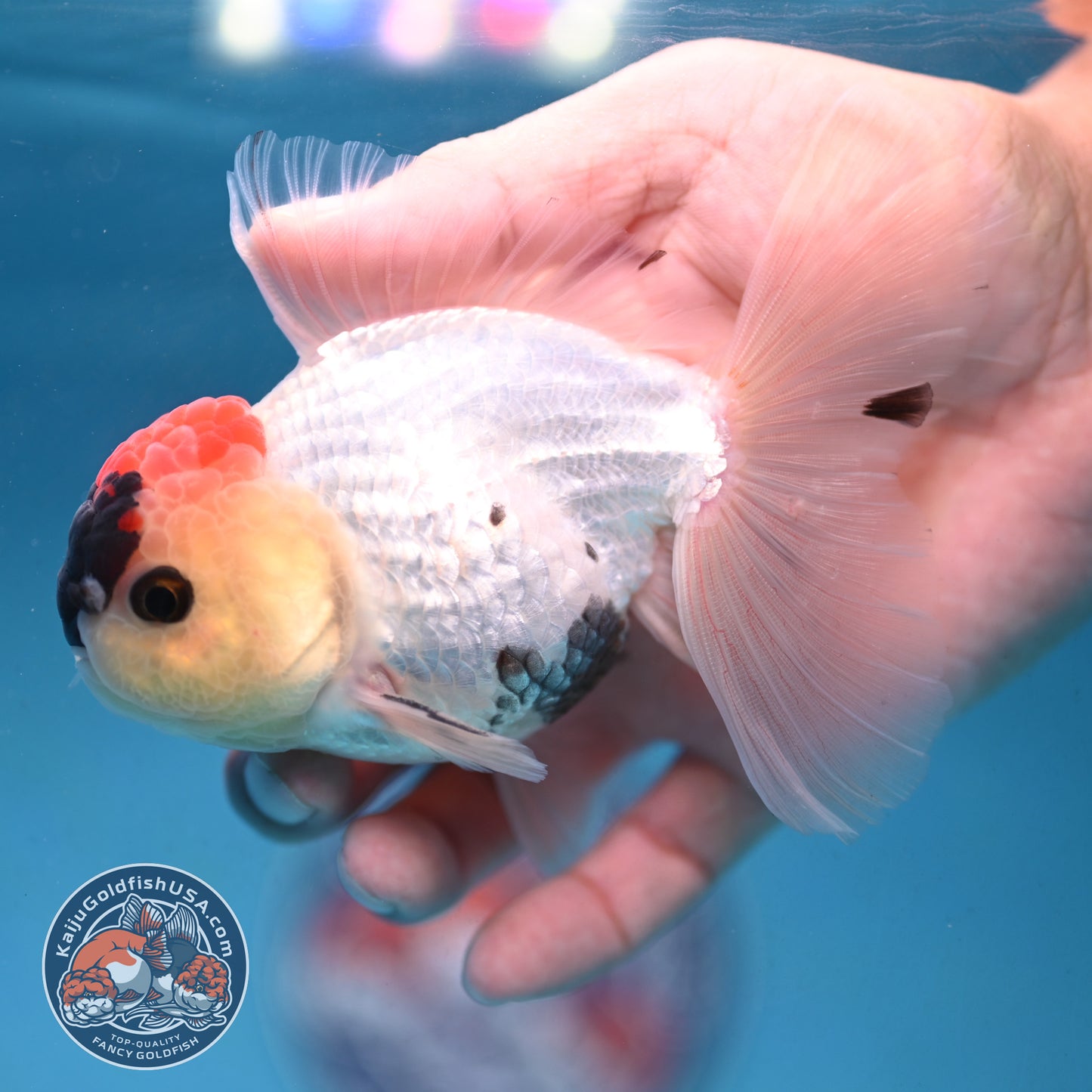 Tricolor Rosetail Oranda 3.5 inch Body (250926_OR13) - READ DESCRIPTION
