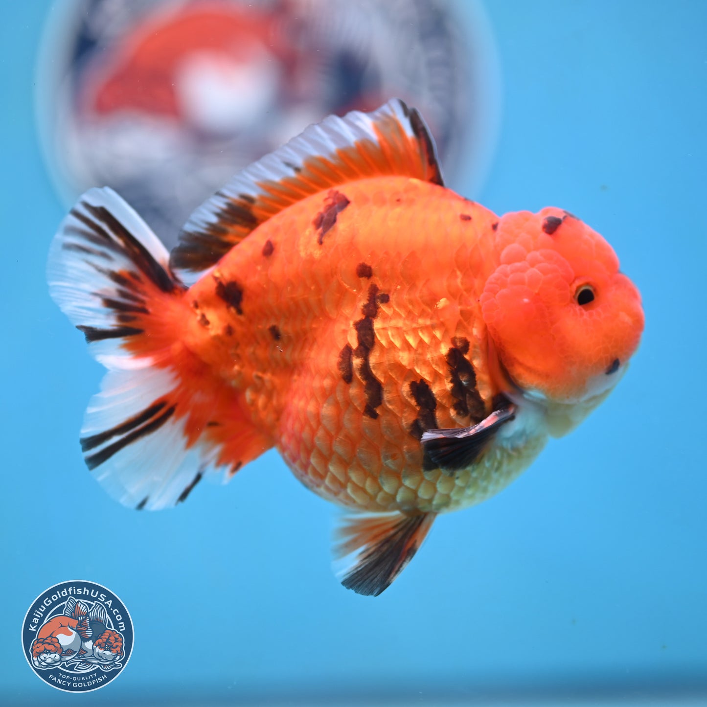 Tiger YuanBao Oranda 4 inches Body - Male (250103_OR13) - Kaiju Goldfish USA