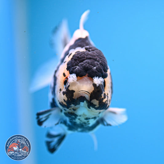 Panda YuanBao Oranda 3.25in Body (240830_OR13) - Kaiju Goldfish USA