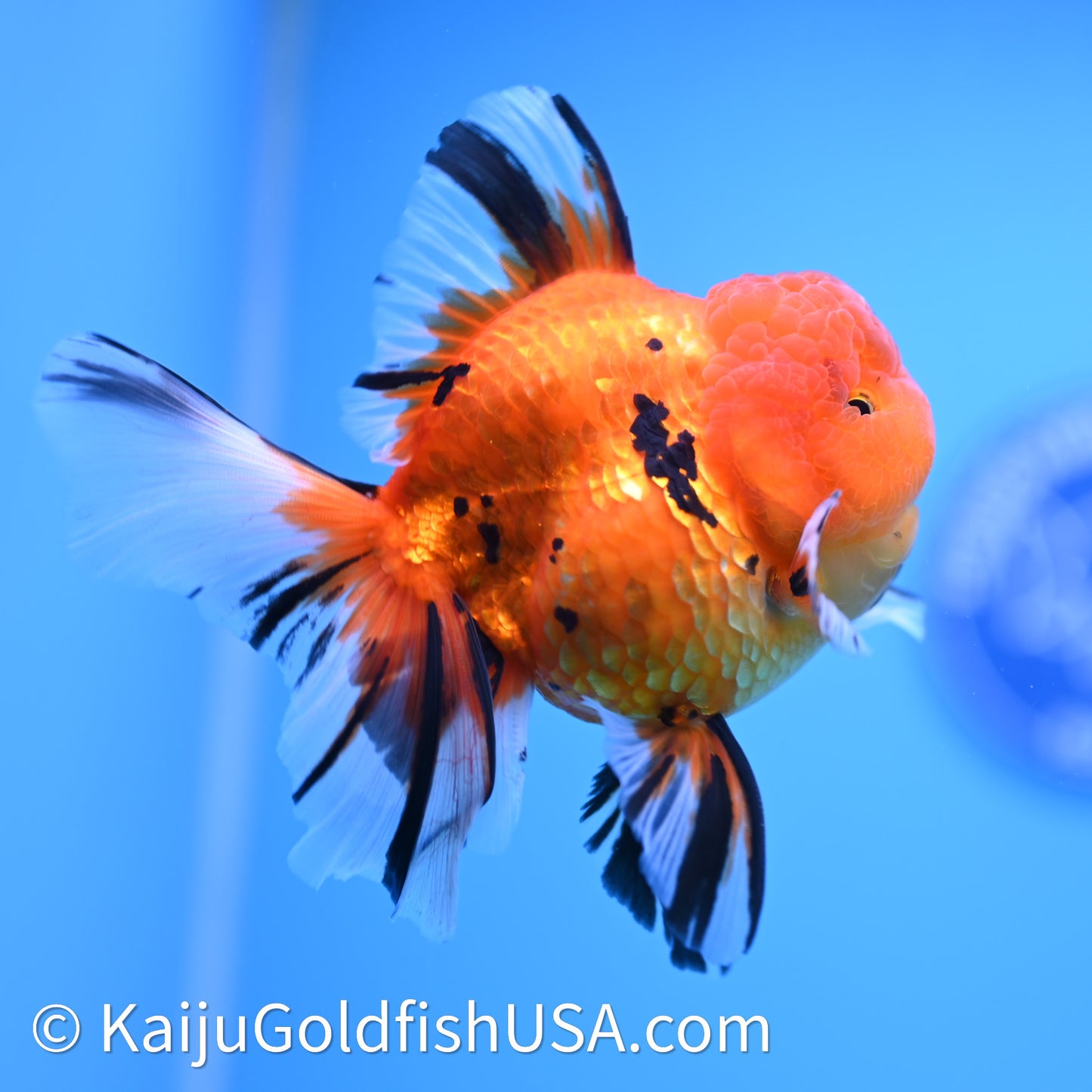 Tiger Rose Tail Oranda 3.8in Body (240628_OR13) - Kaiju Goldfish USA
