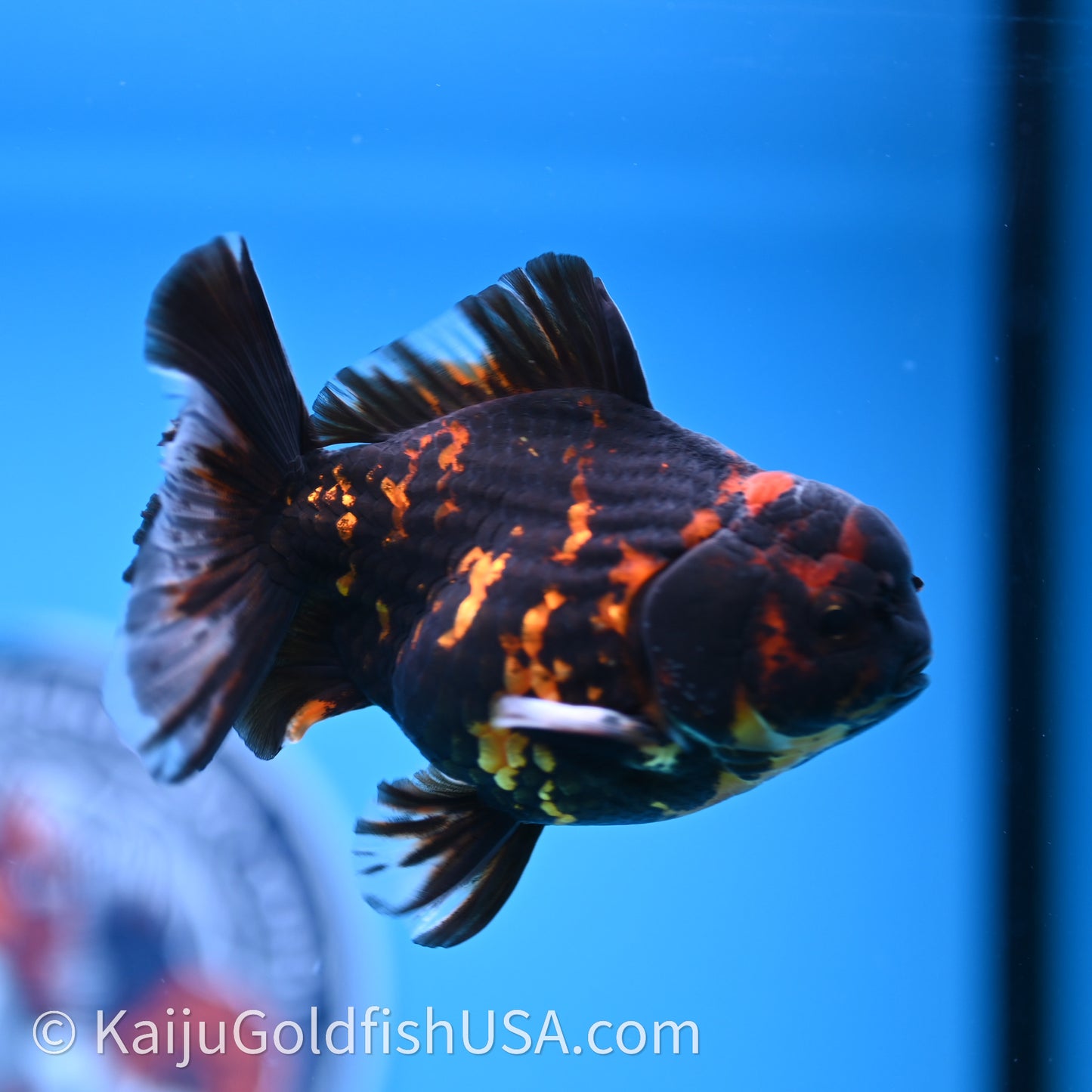 Heavy Ink Tiger YuanBao Oranda 3.5 inches (240726_OR13) - Kaiju Goldfish USA