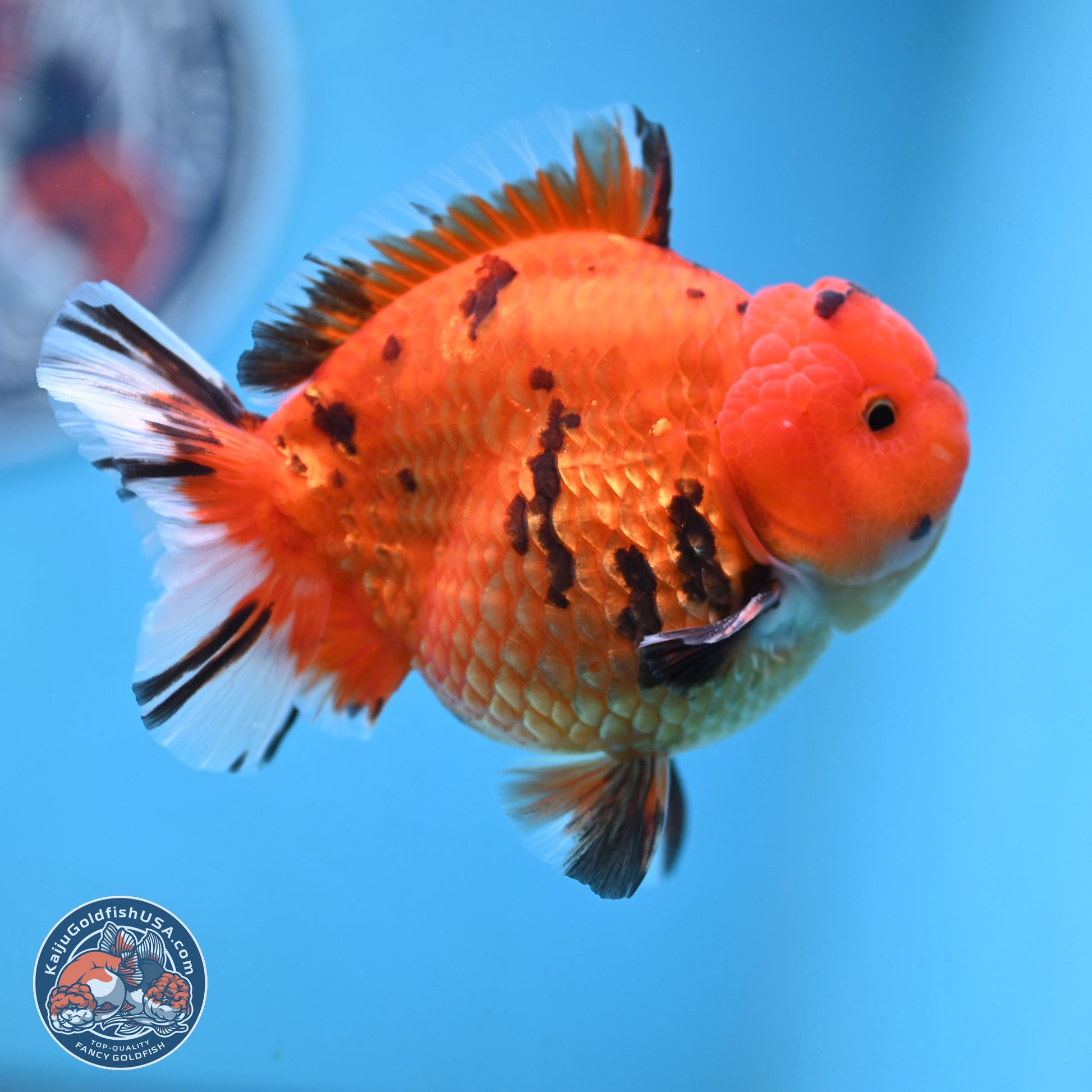 Tiger YuanBao Oranda 4 inches Body - Male (250103_OR13) - Kaiju Goldfish USA