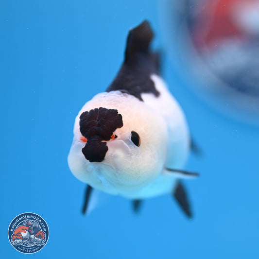 Panda Oranda 3.5-4.5 inches (240913_OR13) - Kaiju Goldfish USA