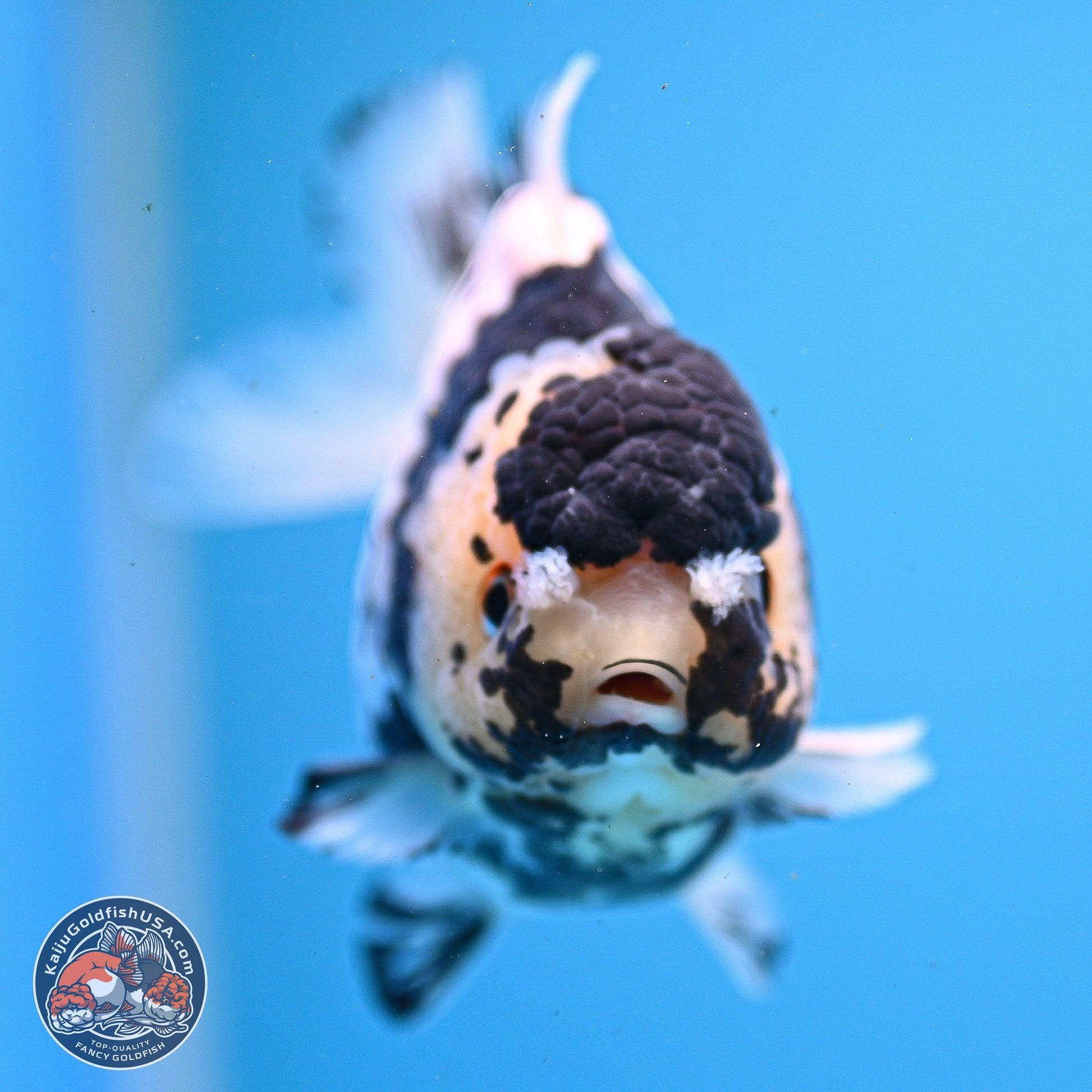 Panda YuanBao Oranda 3.25in Body (240830_OR13) - Kaiju Goldfish USA