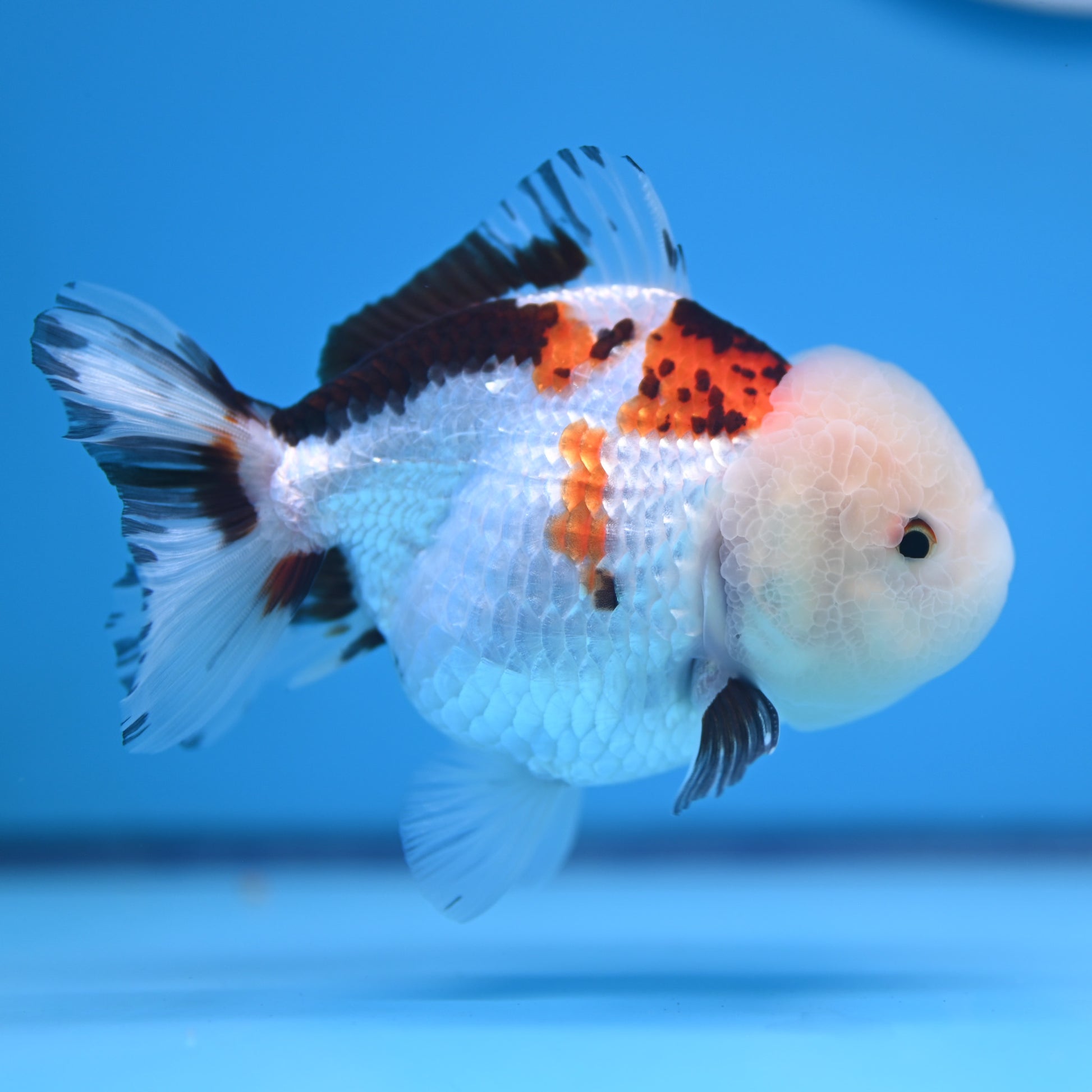 Tricolor Oranda 3.5-4 inches (241011_OR13) - Kaiju Goldfish USA