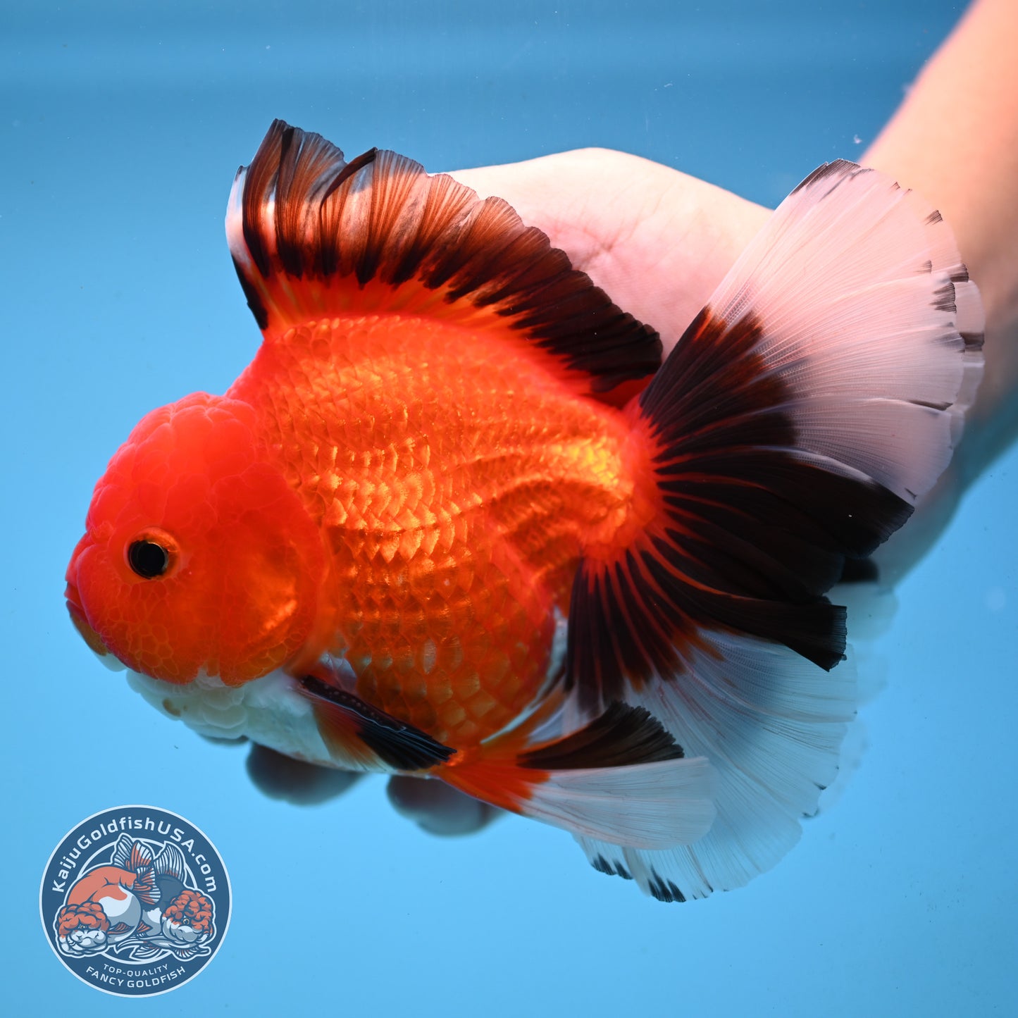 Apache Orchid Tail Oranda 4 inch Body (251003_OR13)