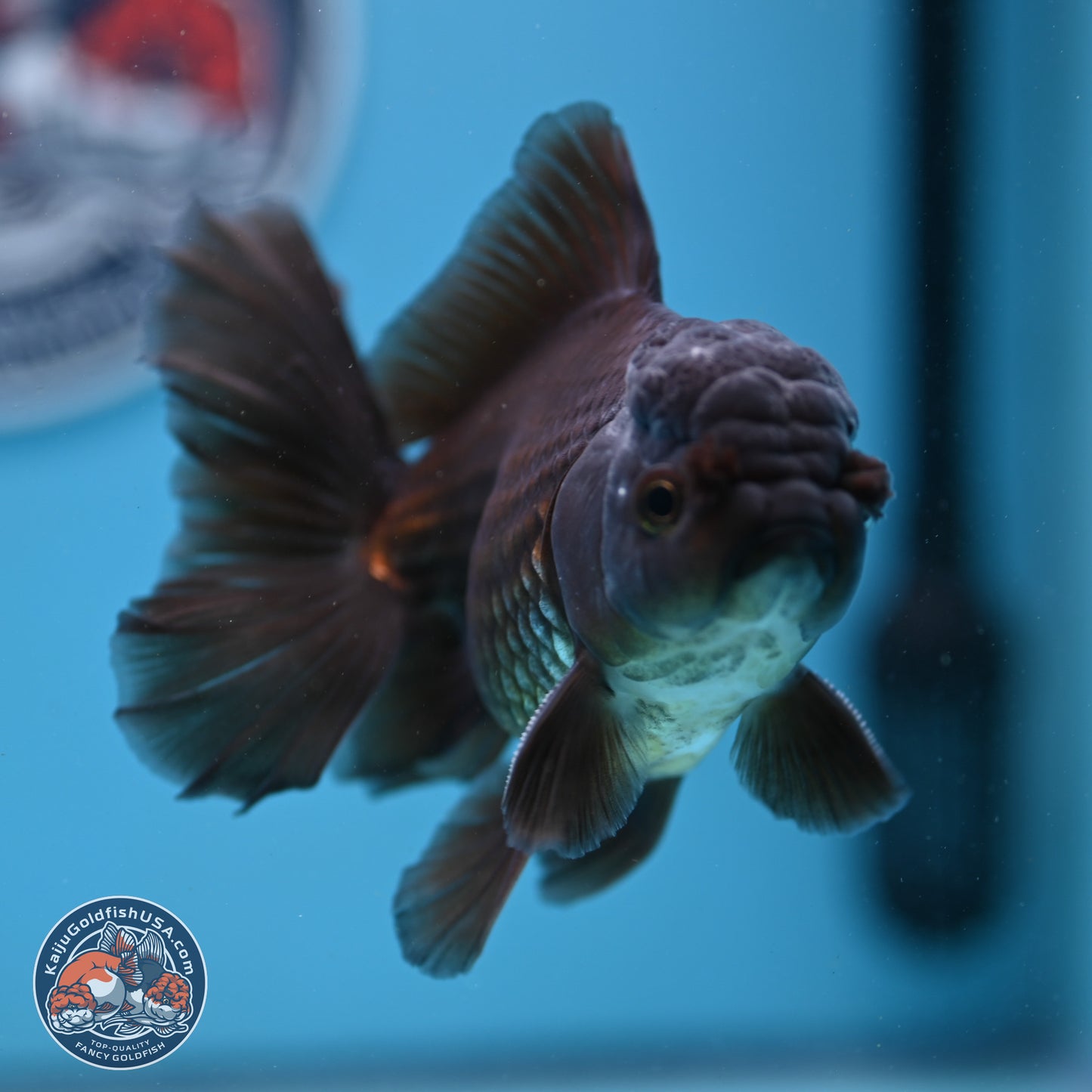 Black/Bronze Rose Tail Oranda 4-5 inches (240906_OR13) - Kaiju Goldfish USA