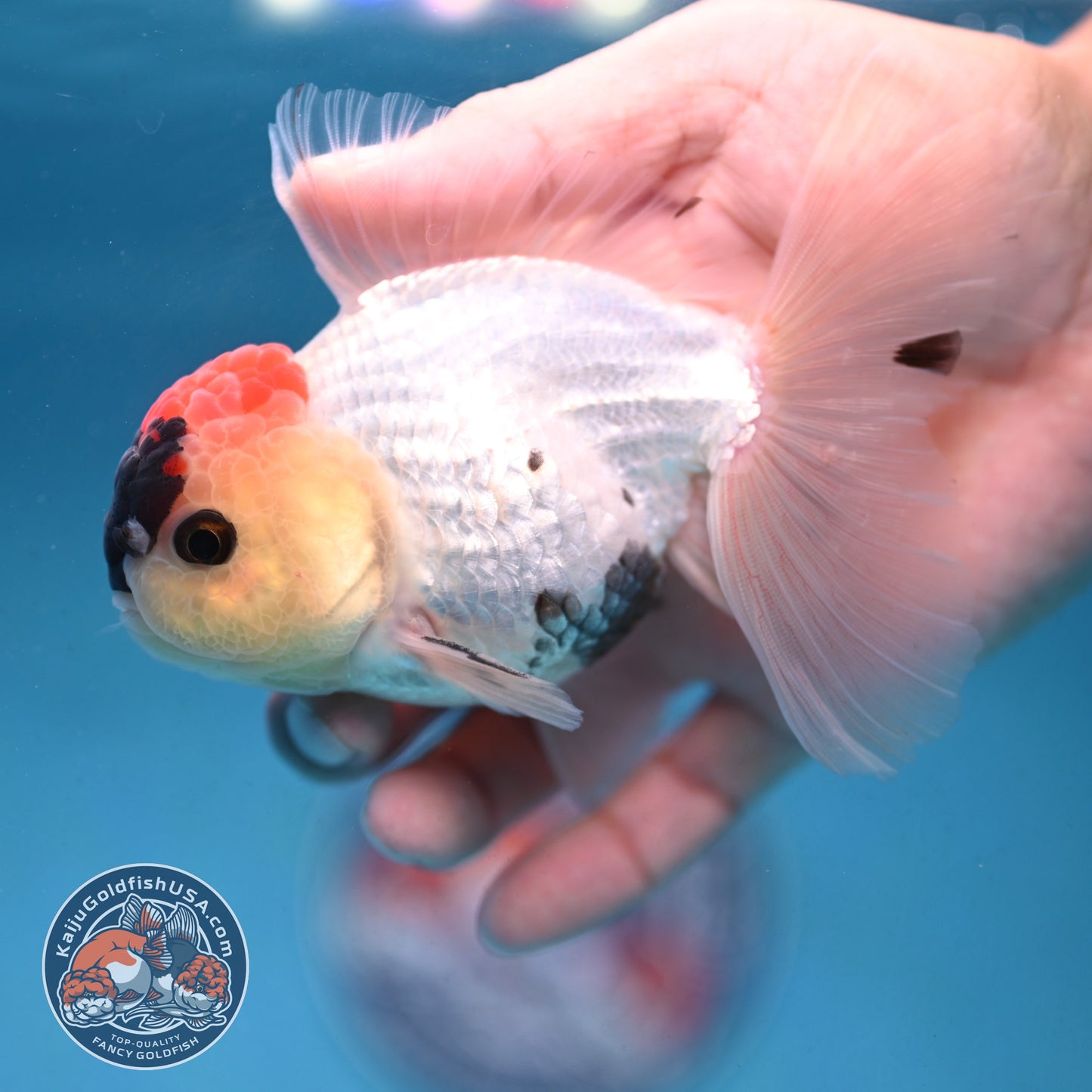 Tricolor Rosetail Oranda 3.5 inch Body (250926_OR13) - READ DESCRIPTION