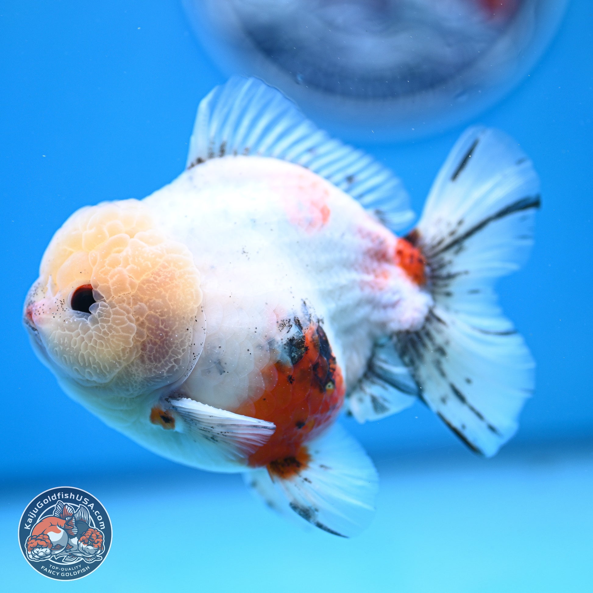 Calico YuanBao Oranda 4.5 inches - Male (241129_OR13) - Kaiju Goldfish USA