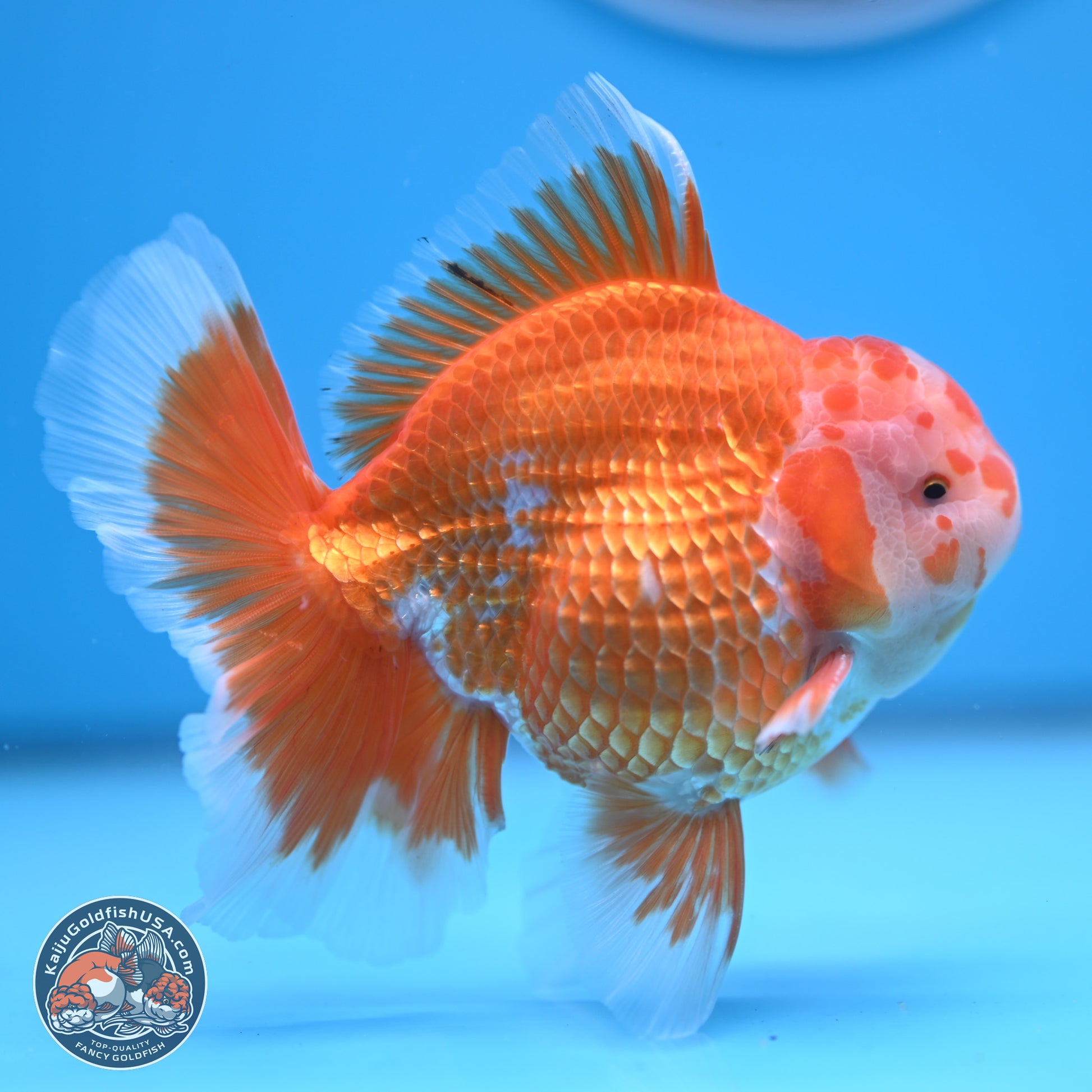 Red White Rose Tail Oranda 4.5 inches - Male (241122_OR13) - Kaiju Goldfish USA