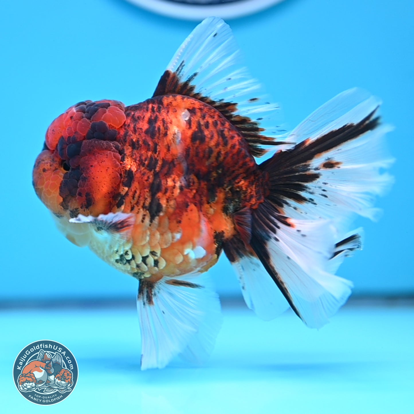 Tiger Rose Tail Oranda 3.5 inches Body - Male (250314_OR13)