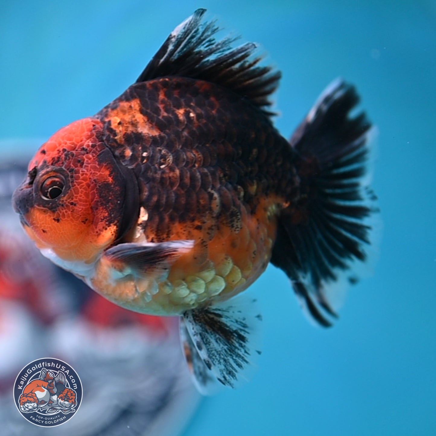 Shogun Red Kirin Oranda 3.5 inches Body - Male (250131_OR13)