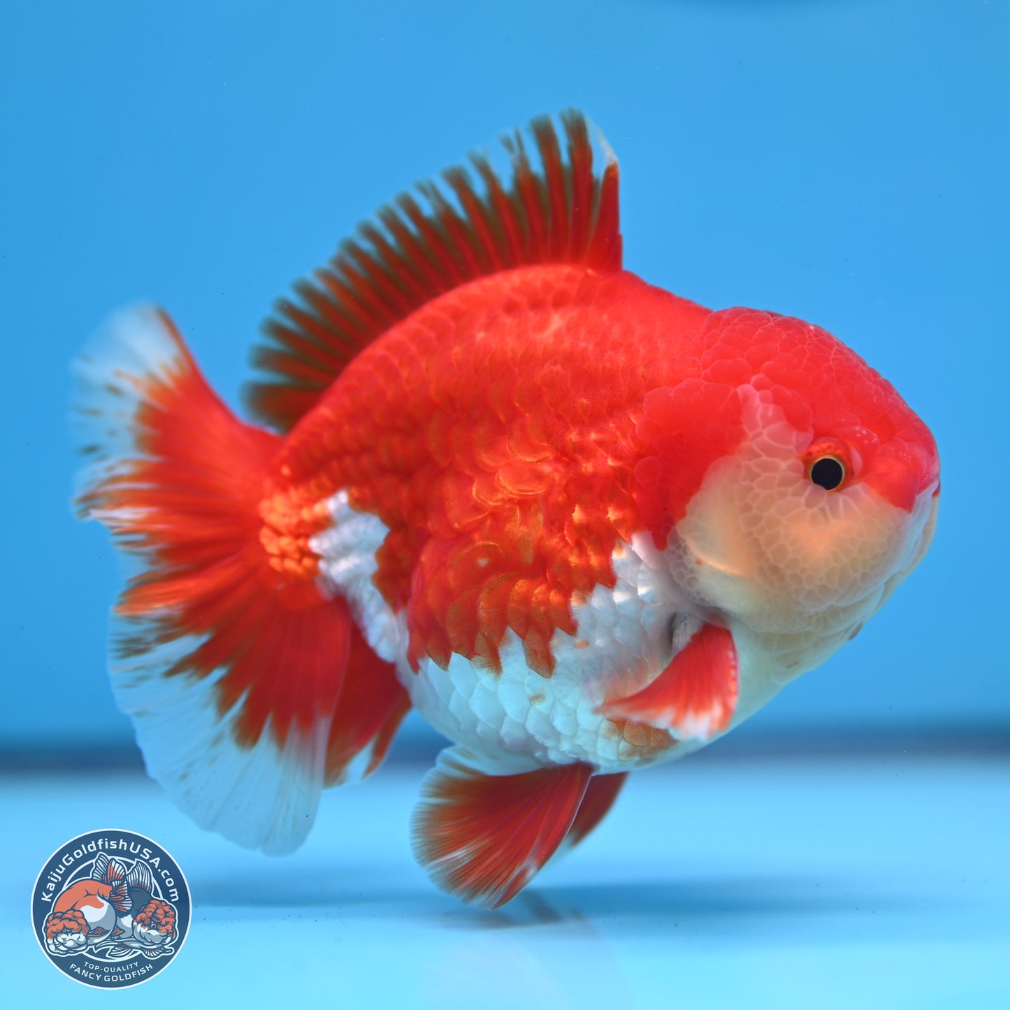 Batik Scale Red White Oranda 3.5 inches Body - Male (250307_OR13)