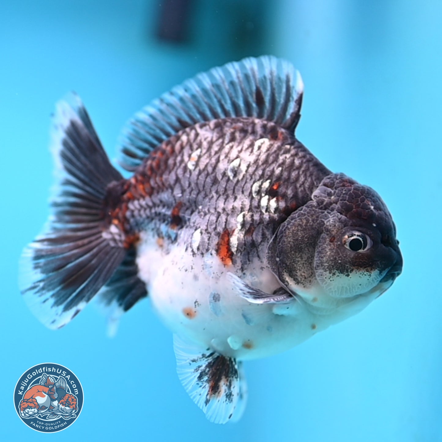 Shogun Grey Kirin Oranda 4 inches Body - Male (250207_OR13)