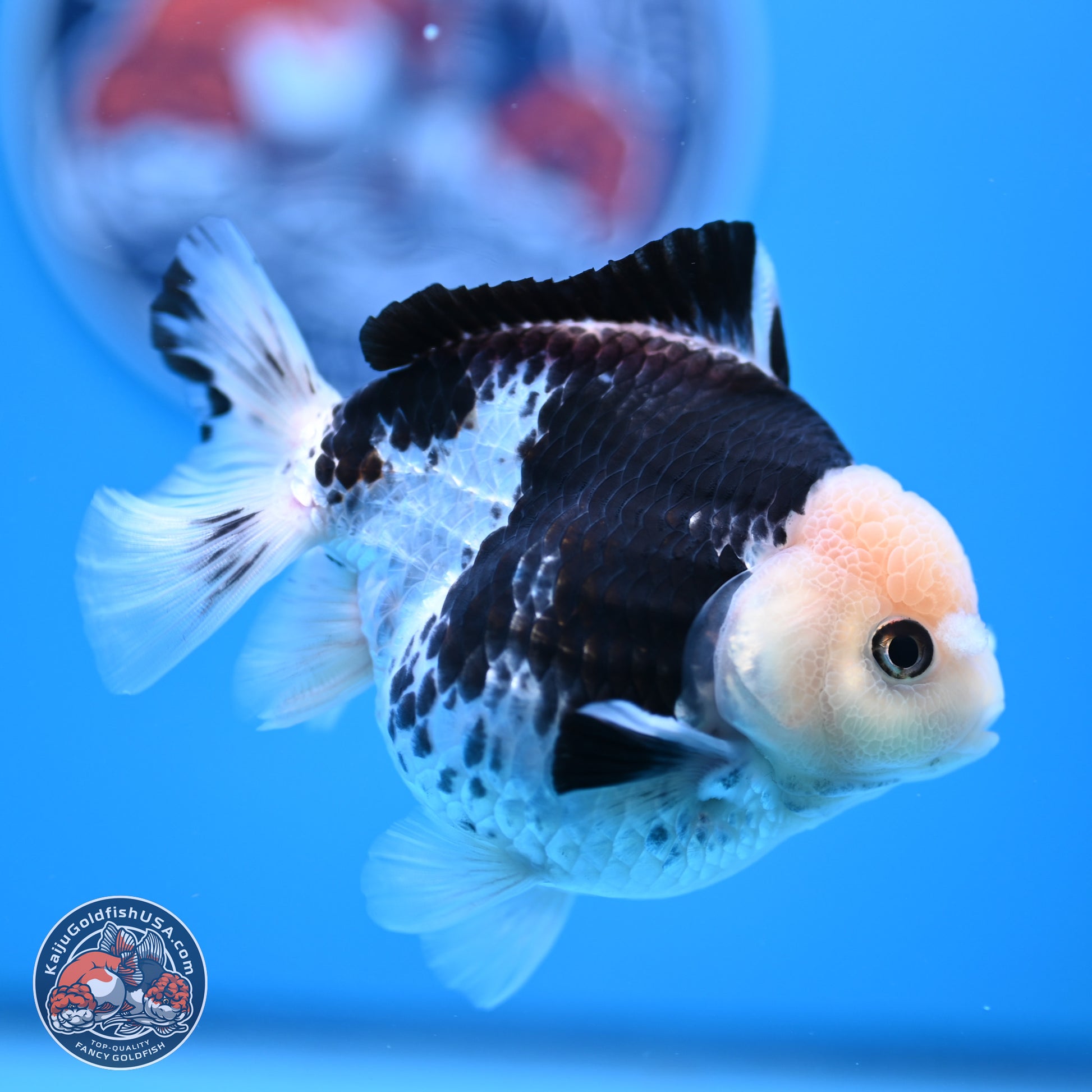 Panda YuanBao Oranda 3.5in Body (240816_OR13) - Kaiju Goldfish USA