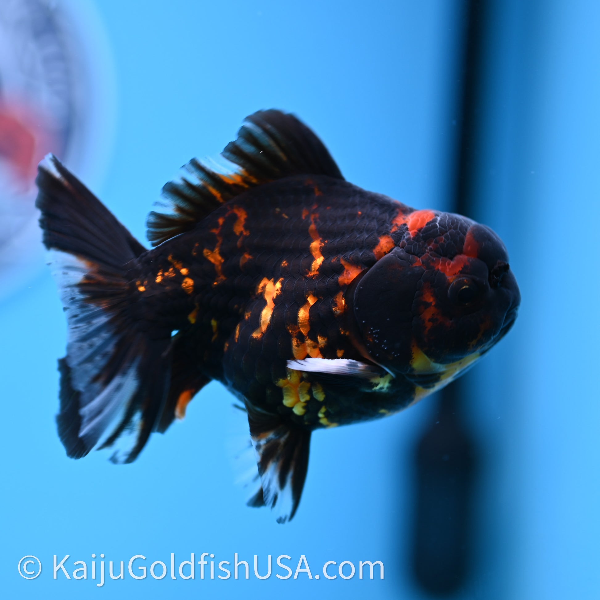 Heavy Ink Tiger YuanBao Oranda 3.5 inches (240726_OR13) - Kaiju Goldfish USA