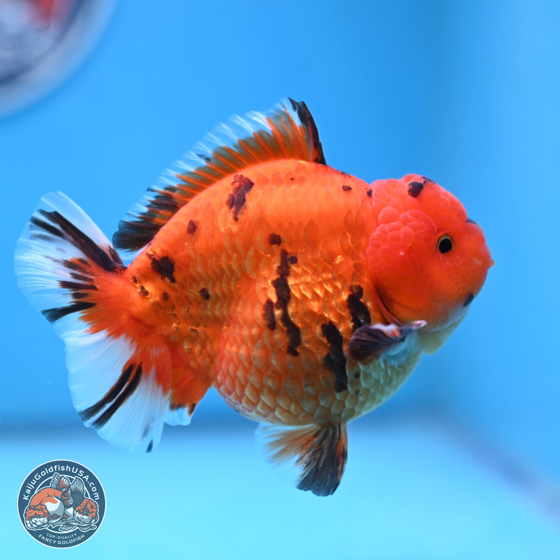 Tiger YuanBao Oranda 4 inches Body - Male (250103_OR13) - Kaiju Goldfish USA