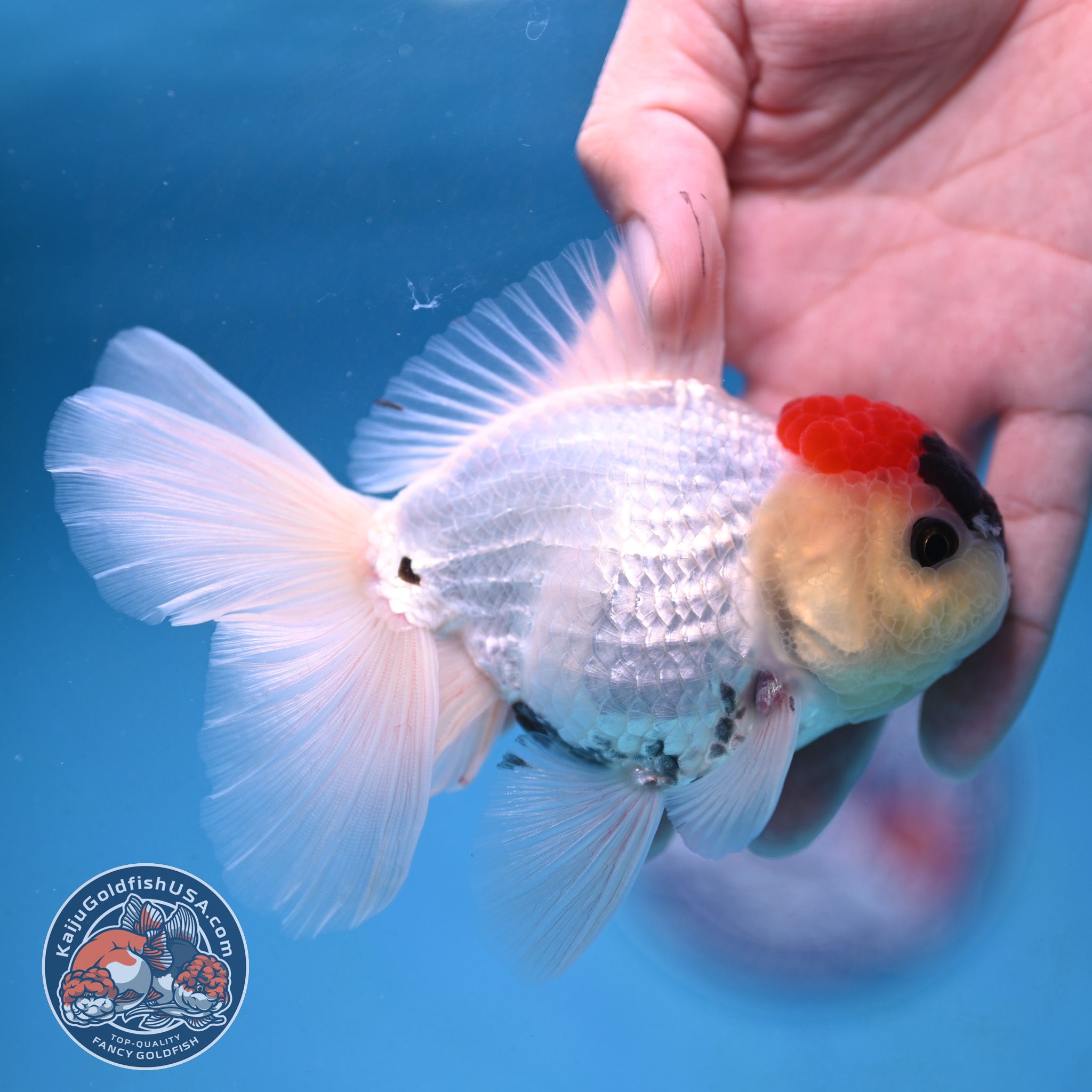 How To Rear Gold Fish Tricolor Rosetail Oranda 3.5 inch Body (250926_OR13) - READ DESCRIPTIO ...