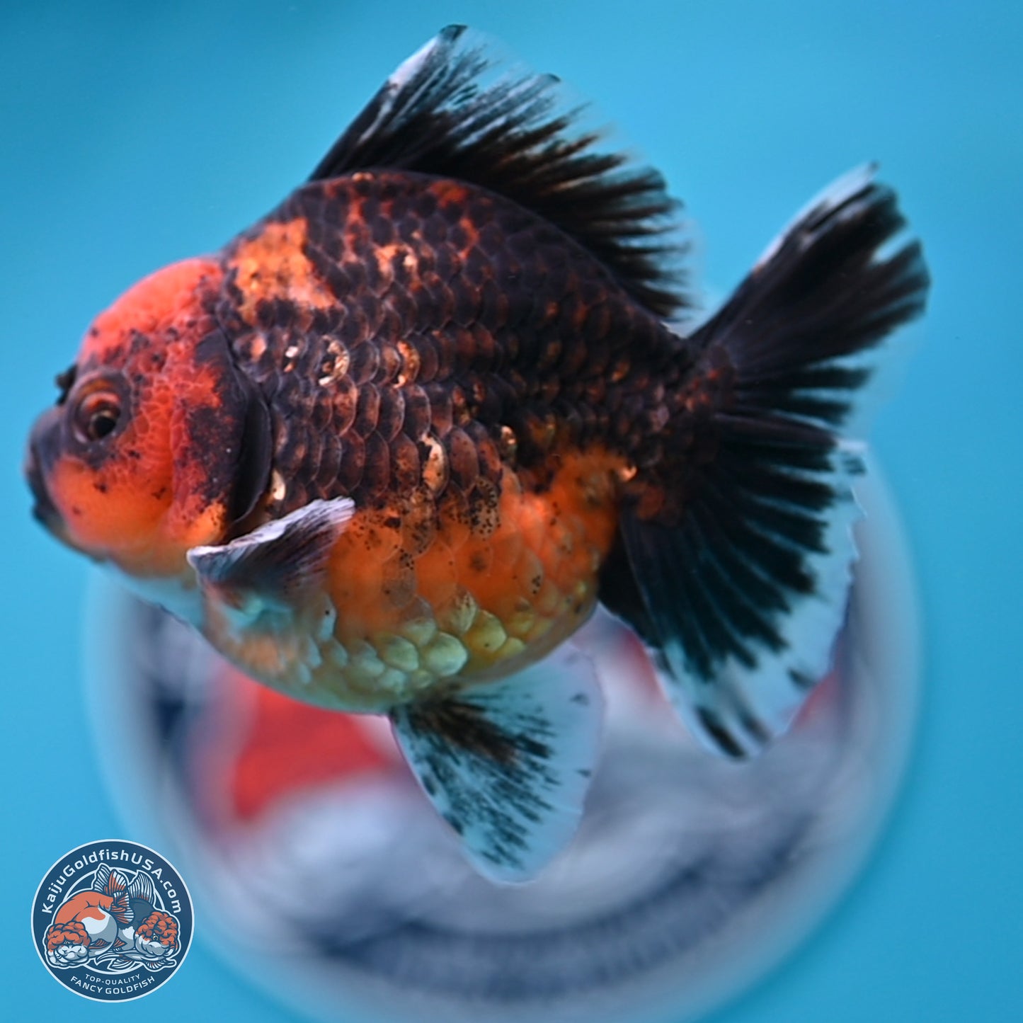 Shogun Red Kirin Oranda 3.5 inches Body - Male (250131_OR13)