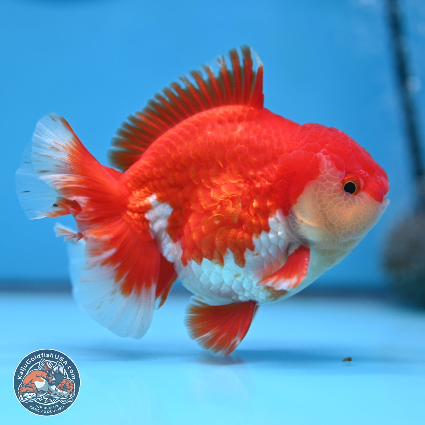 Batik Scale Red White Oranda 3.5 inches Body - Male (250307_OR13)