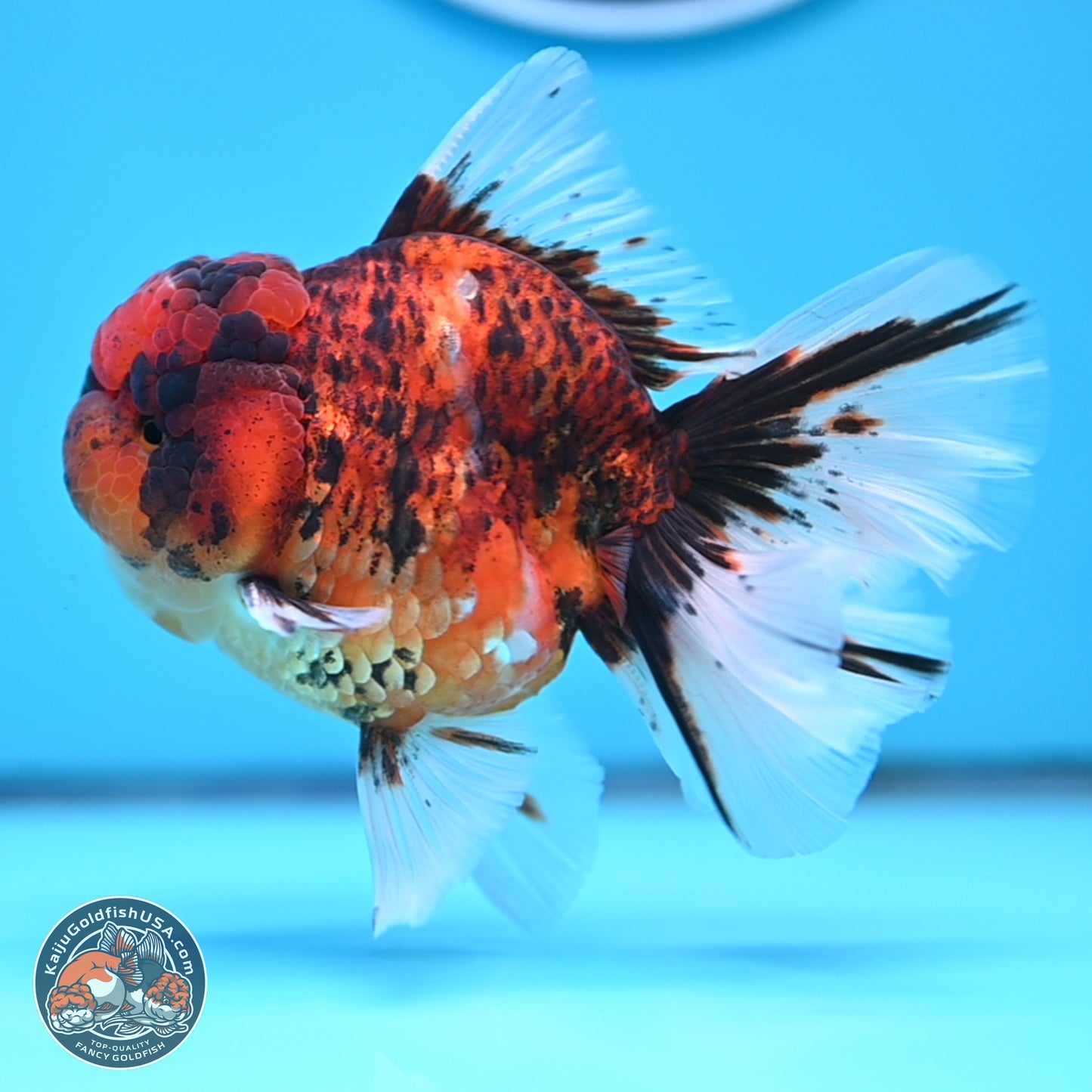 Tiger Rose Tail Oranda 3.5 inches Body - Male (250314_OR13)