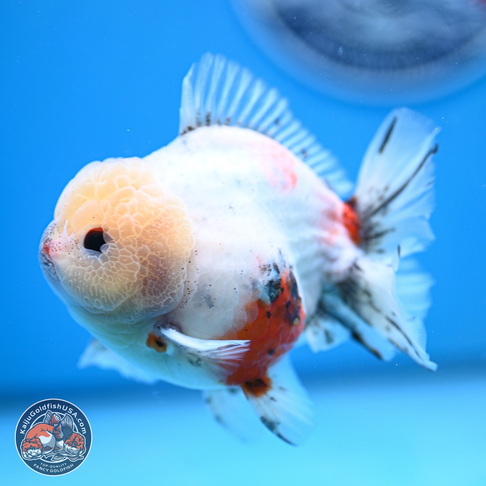 Calico YuanBao Oranda 4.5 inches - Male (241129_OR13) - Kaiju Goldfish USA