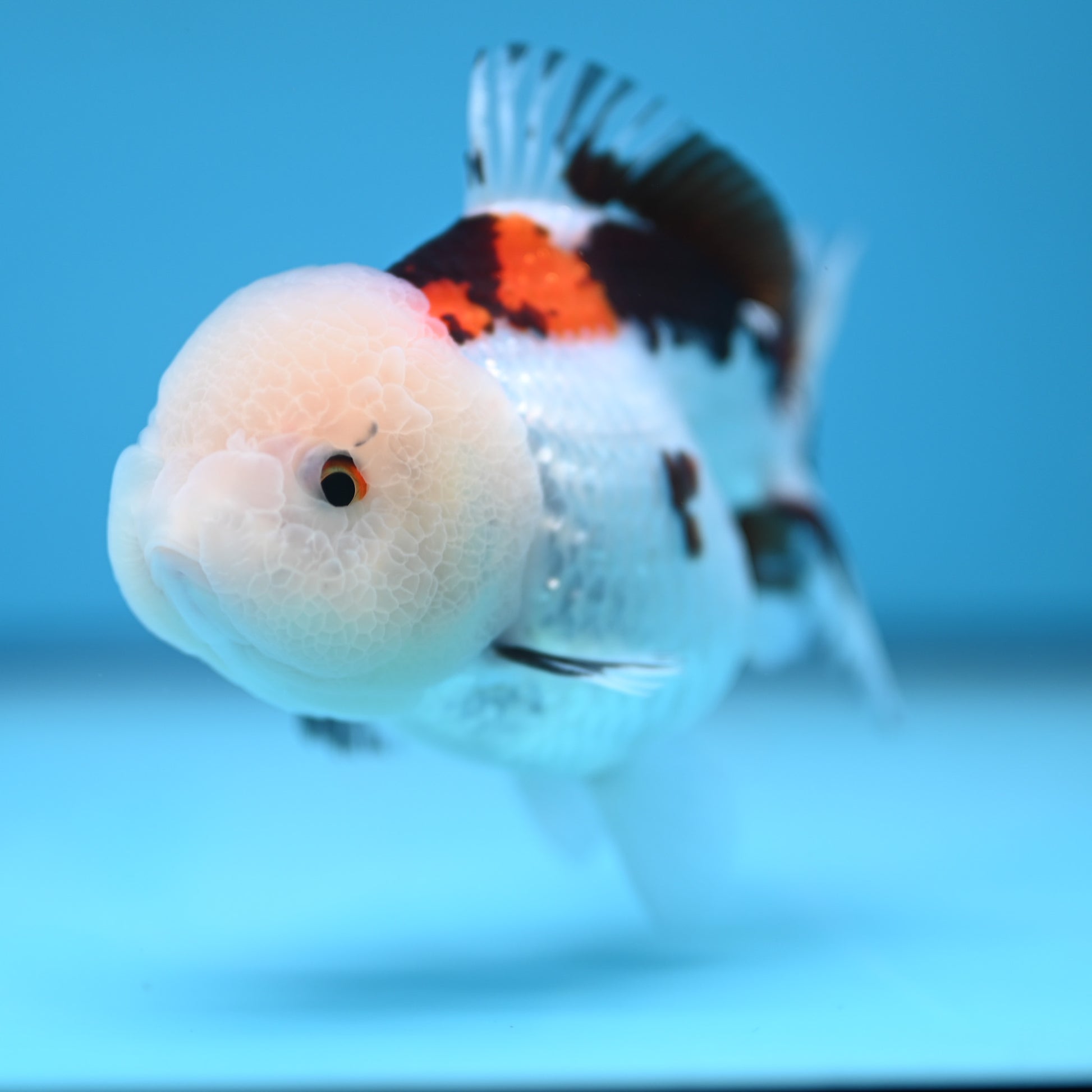 Tricolor Oranda 3.5-4 inches (241011_OR13) - Kaiju Goldfish USA