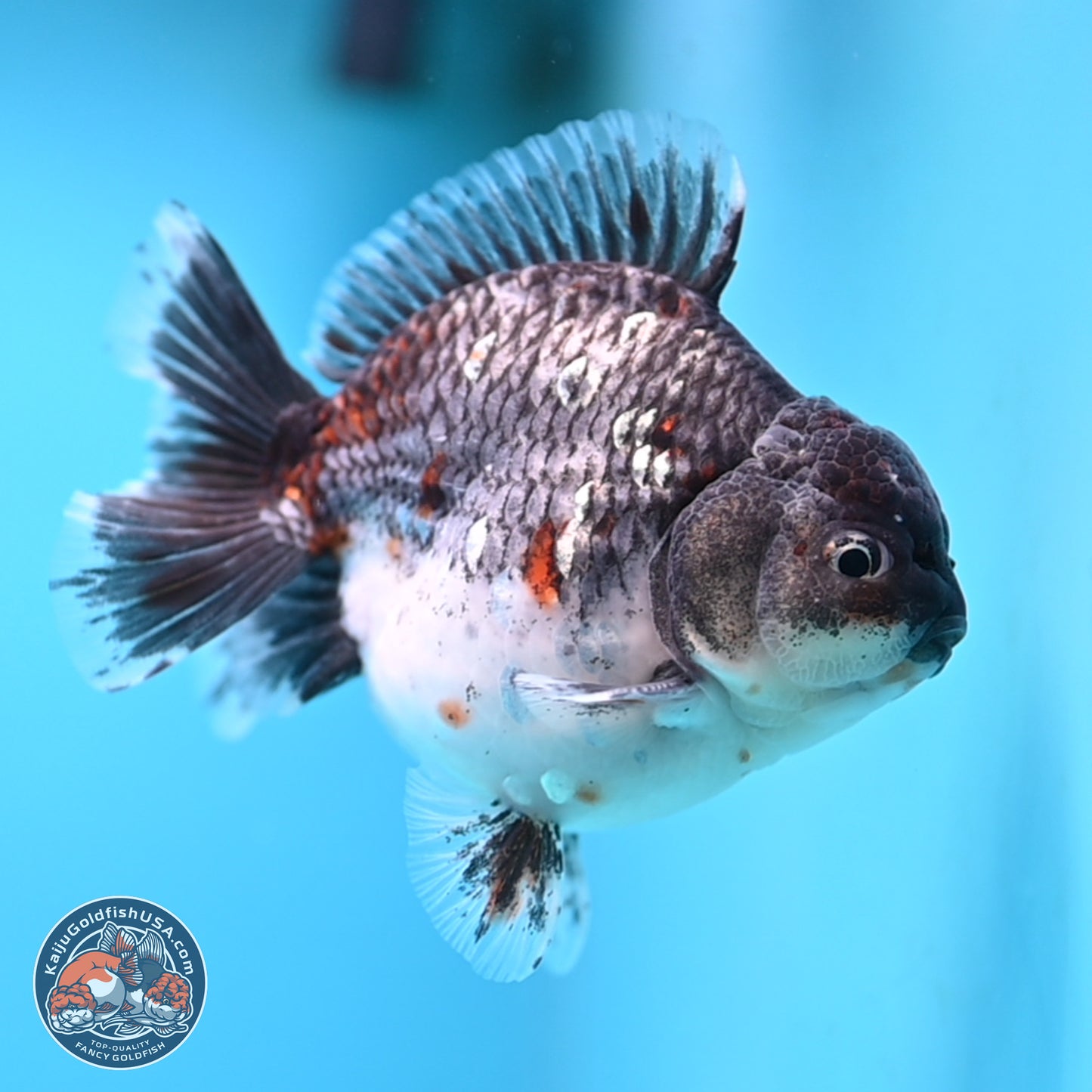 Shogun Grey Kirin Oranda 4 inches Body - Male (250207_OR13)