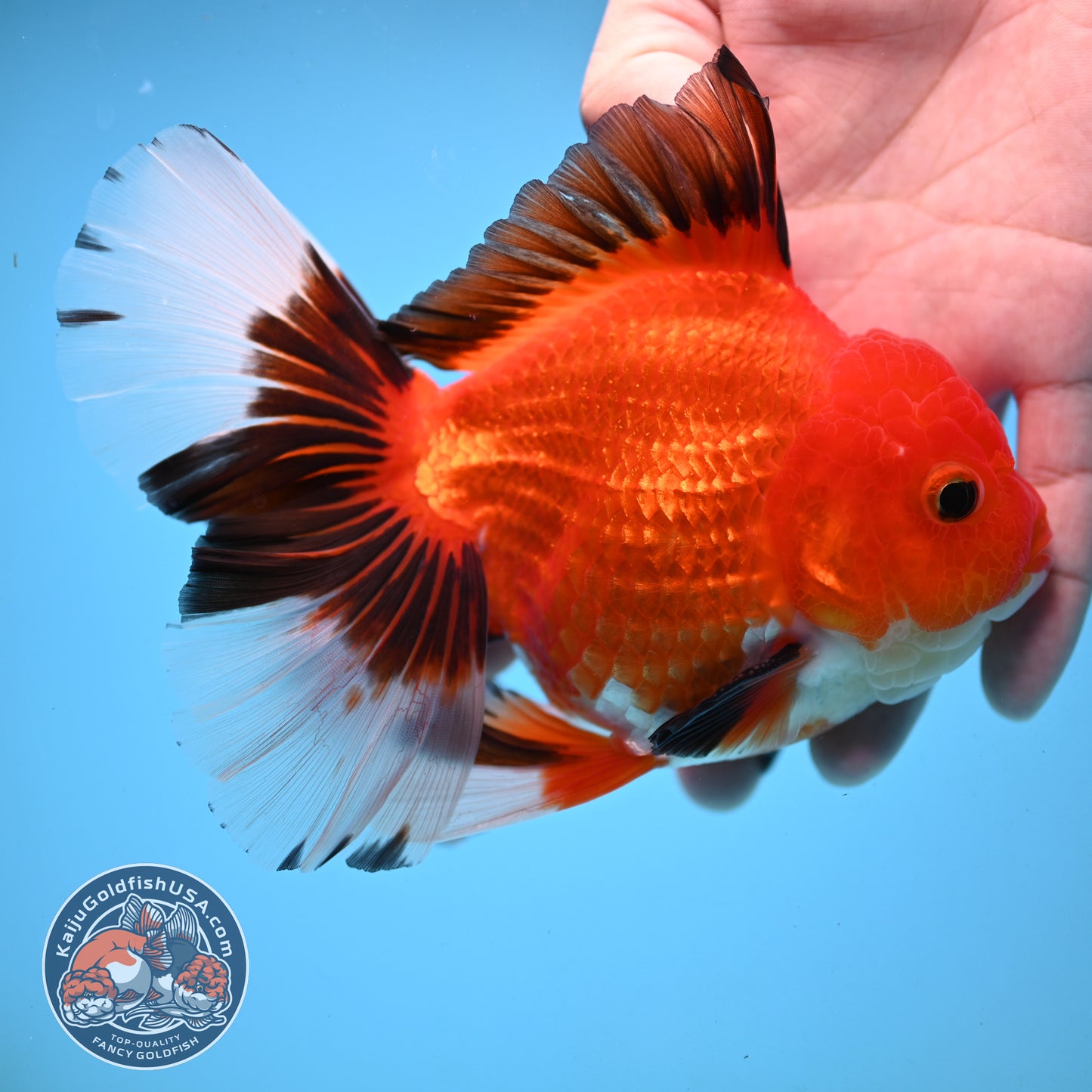 Apache Orchid Tail Oranda 4 inch Body (251003_OR13)