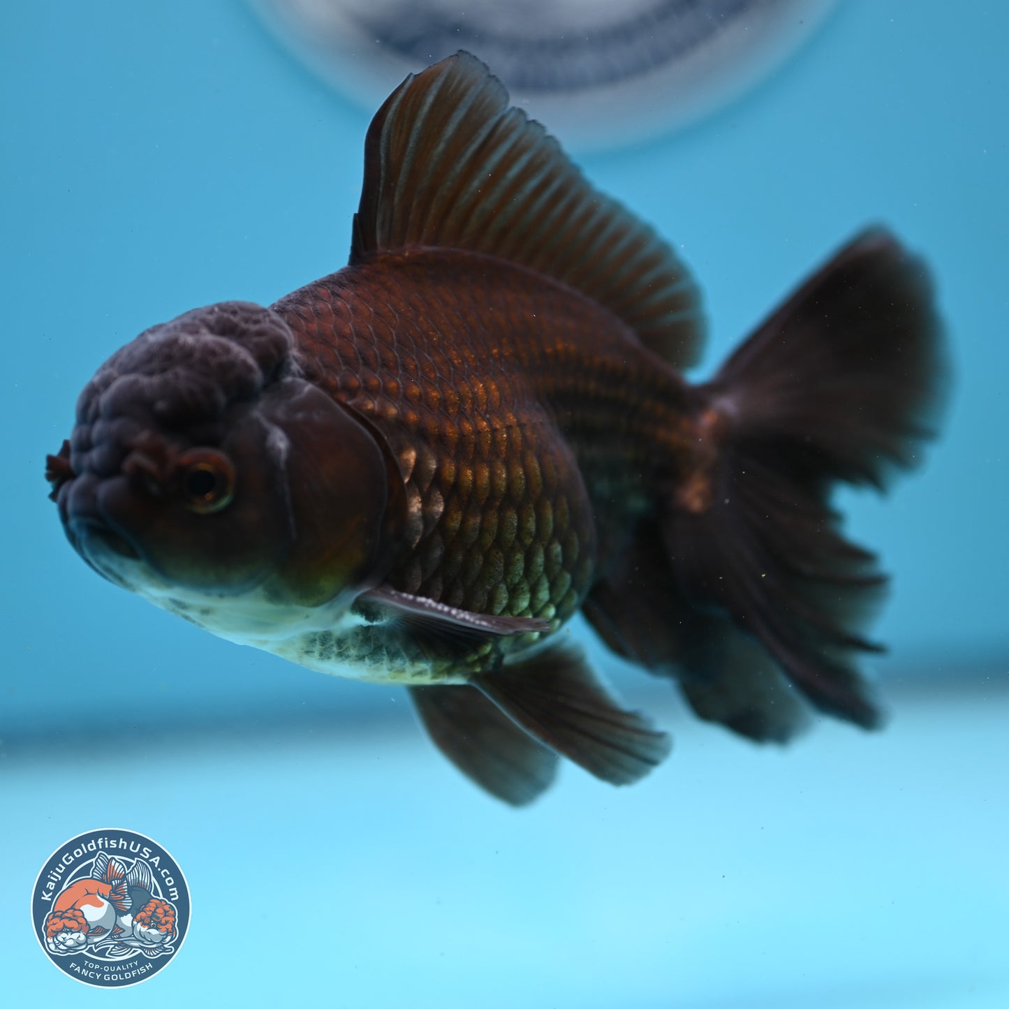 Black/Bronze Rose Tail Oranda 4-5 inches (240906_OR13) - Kaiju Goldfish USA