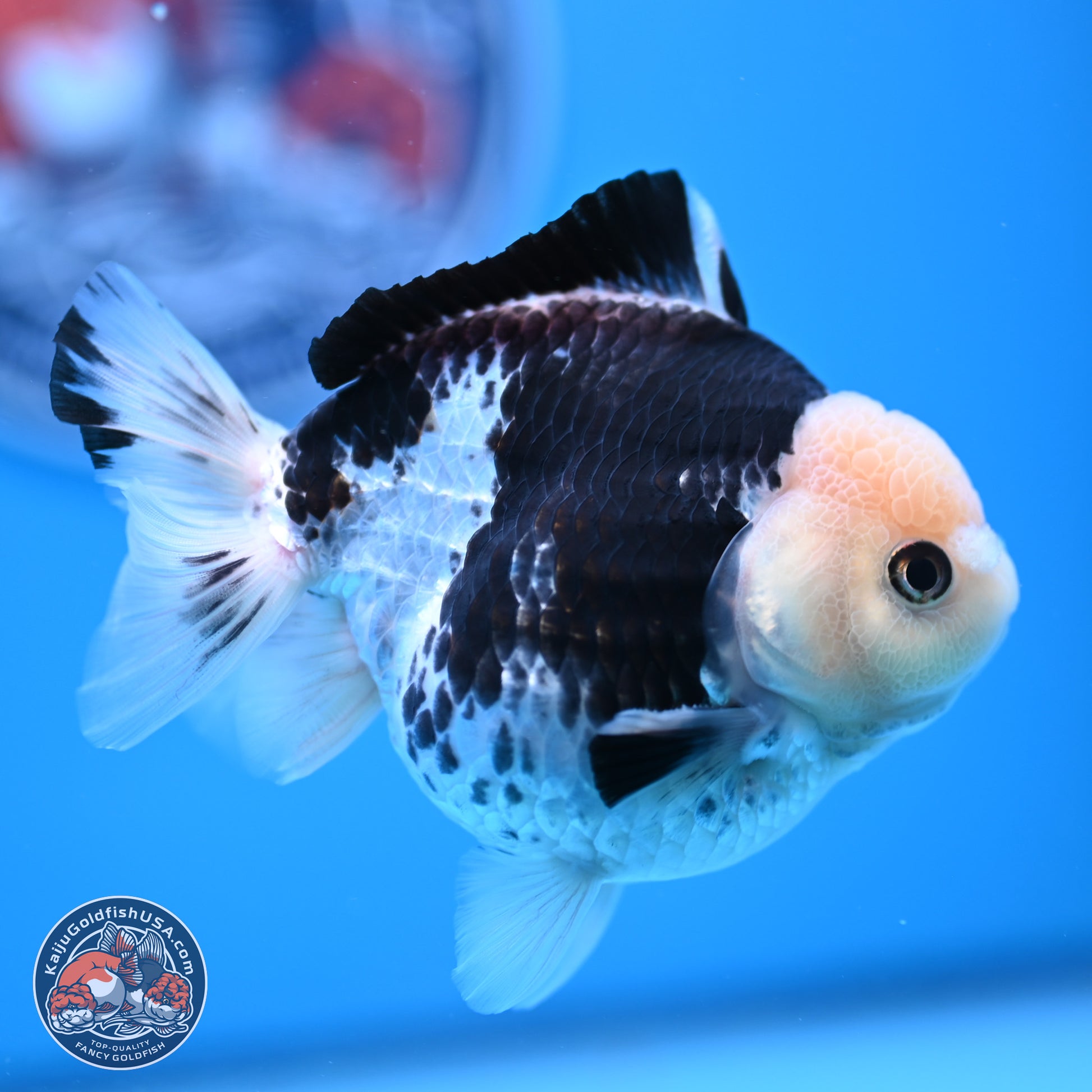 Panda YuanBao Oranda 3.5in Body (240816_OR13) - Kaiju Goldfish USA