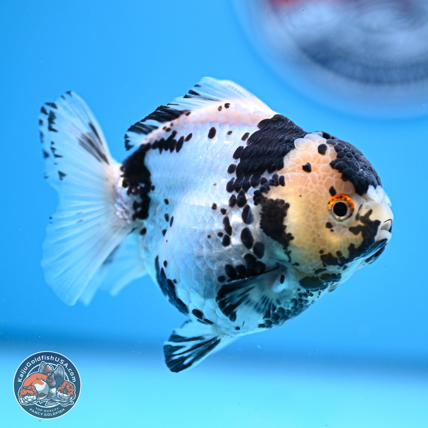 Panda YuanBao Oranda 3.25in Body (240830_OR13) - Kaiju Goldfish USA