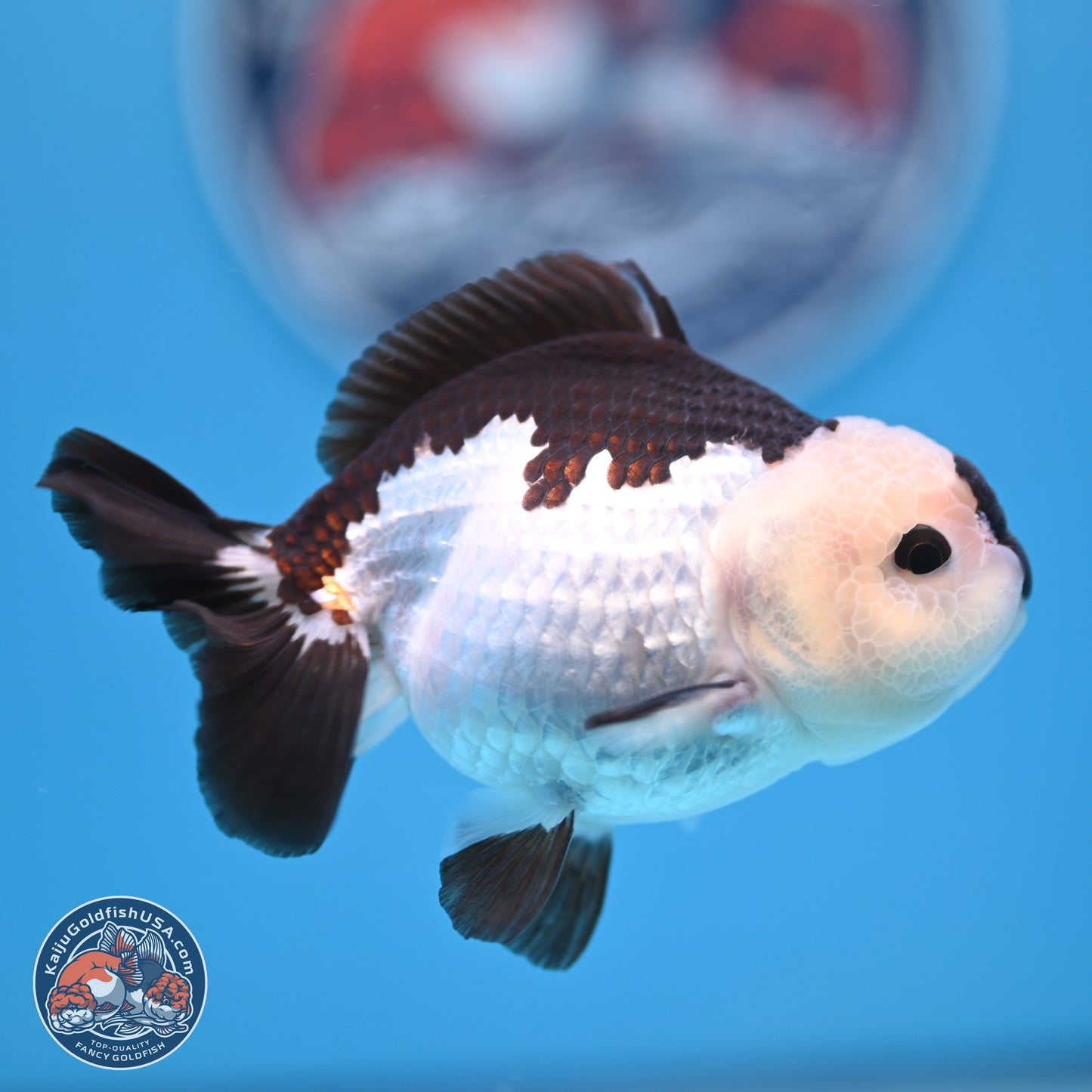 Panda Oranda 3.5-4.5 inches (240913_OR13) - Kaiju Goldfish USA