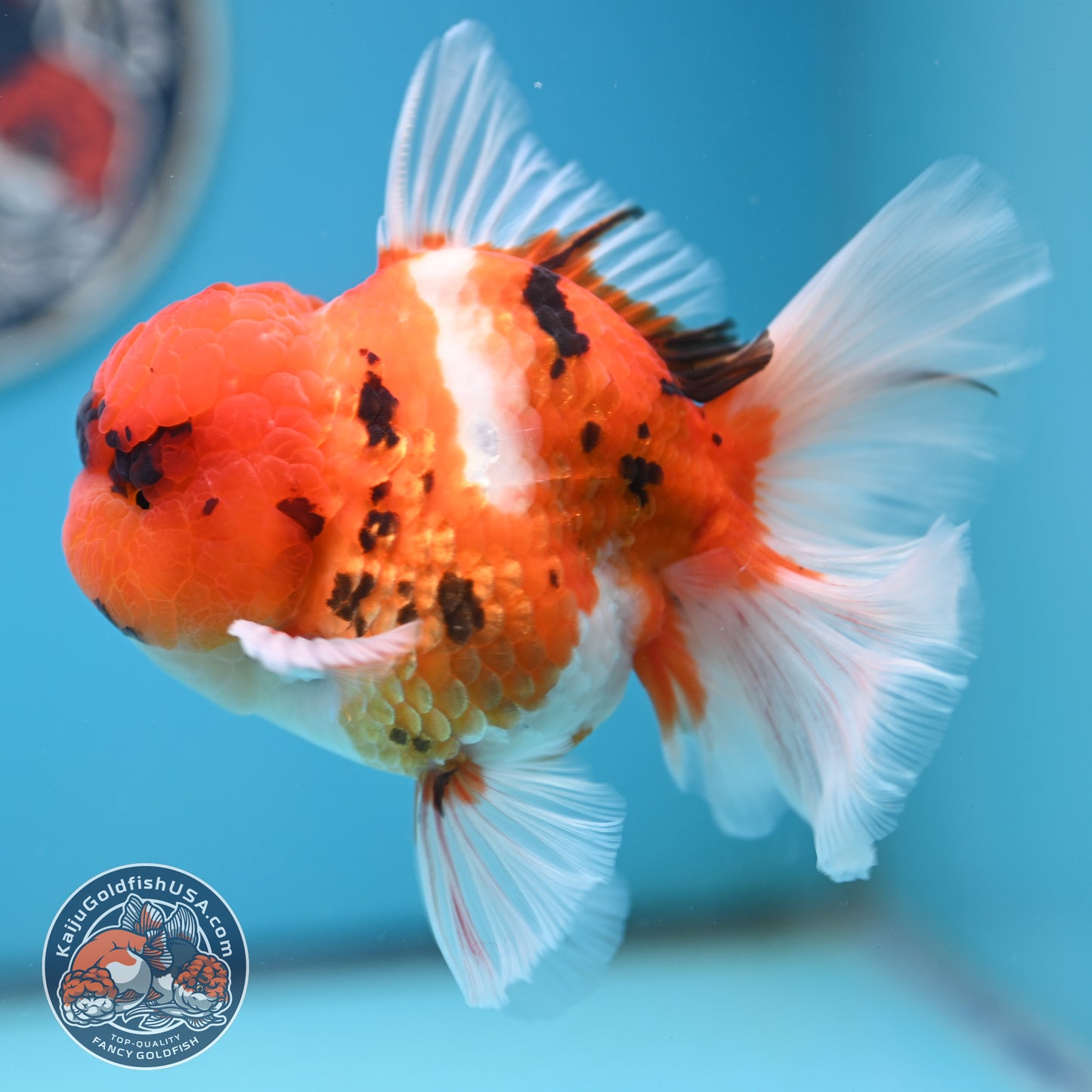 Tricolor Tiger Rose Tail Oranda 4 inches Body (250502_OR13)