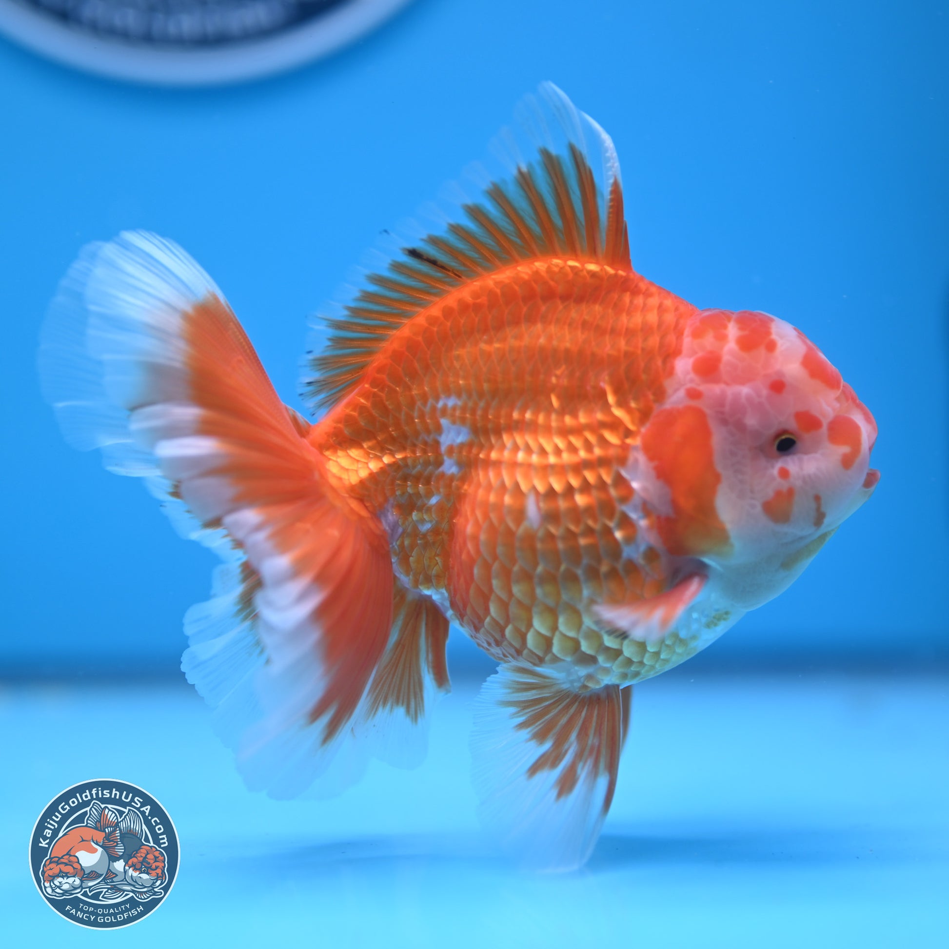 Red White Rose Tail Oranda 4.5 inches - Male (241122_OR13) - Kaiju Goldfish USA