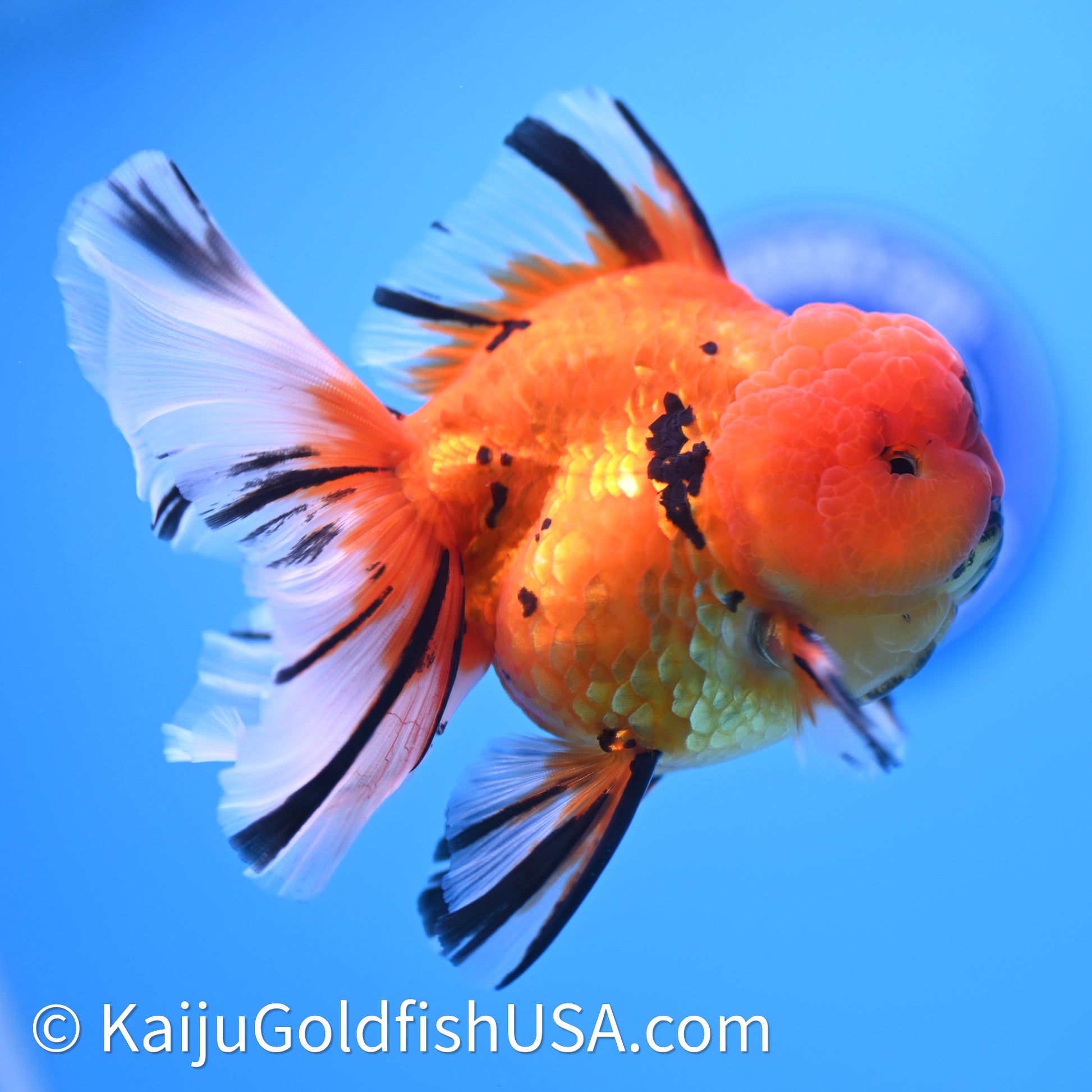Tiger Rose Tail Oranda 3.8in Body (240628_OR13) - Kaiju Goldfish USA